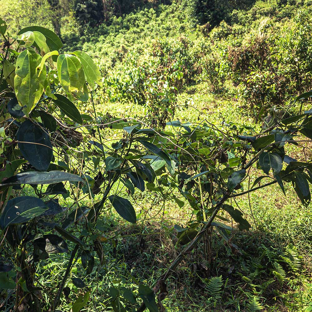 Cannelle de Ceylan en poudre bio, Écoresponsable