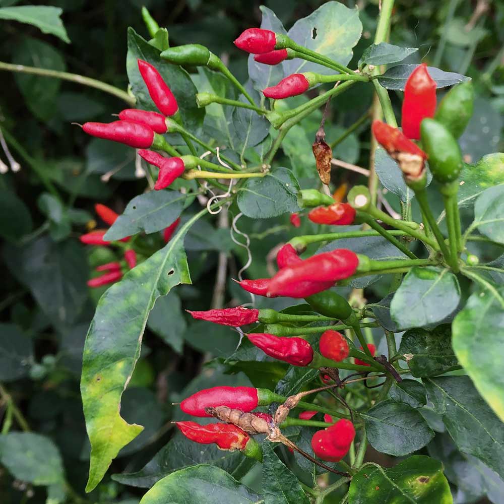 Piment oiseau (ingrédient) - Tout savoir sur piment oiseau