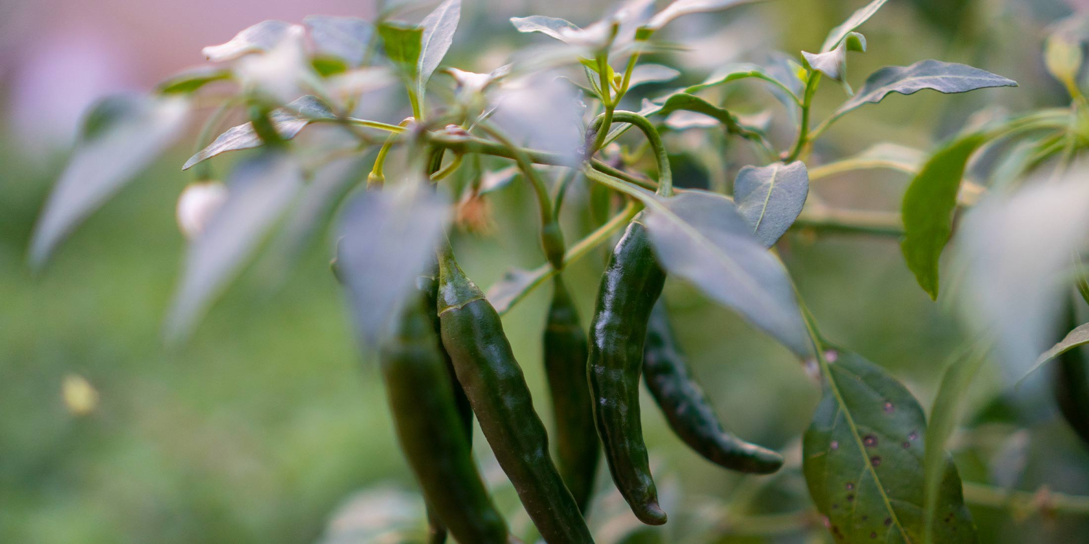 Chilischote