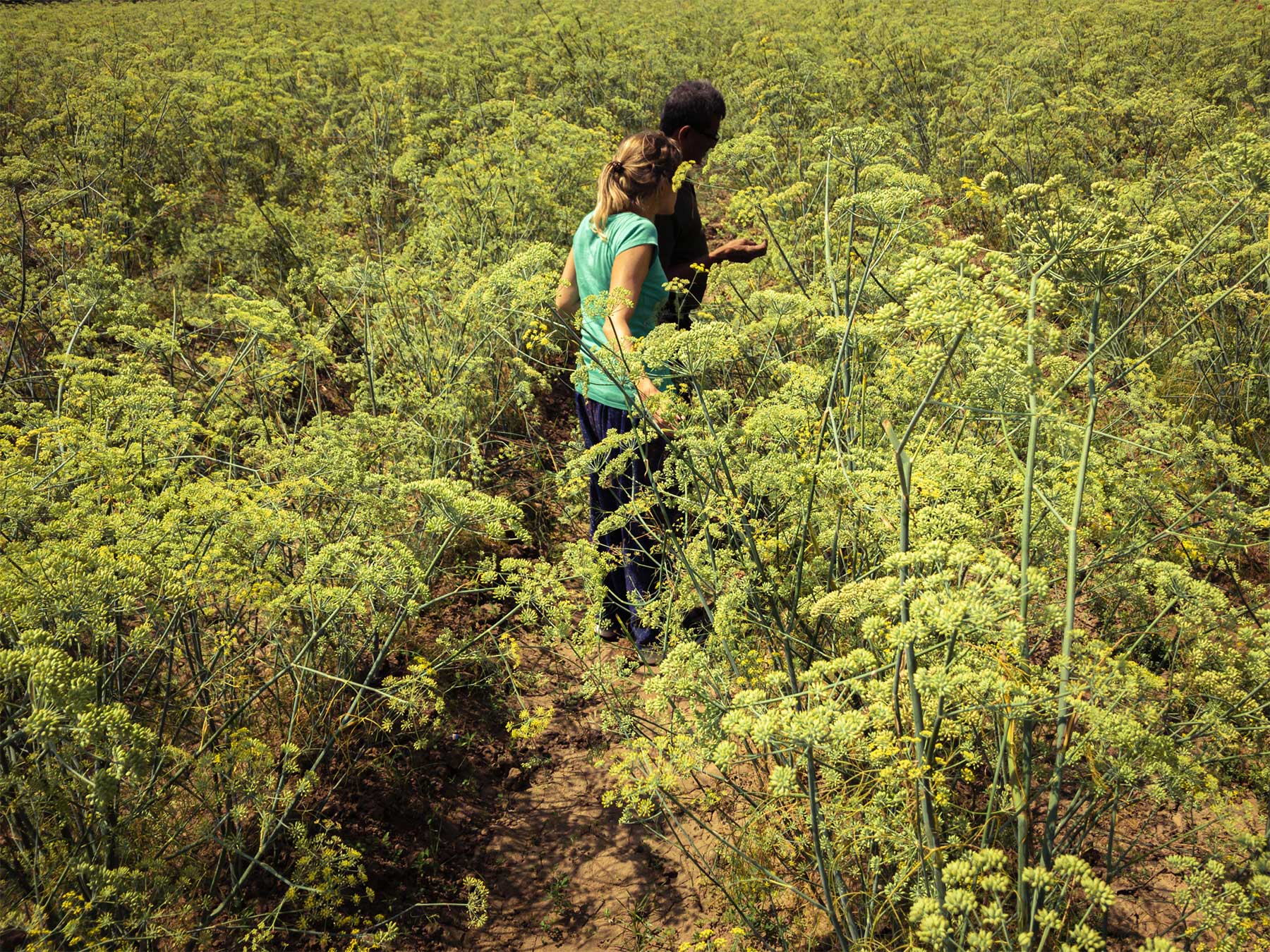 Ein inspirierendes Familienanwesen mit natürlicher Landwirtschaft in der Umgebung von Ahmedabad in Gujarat im Nordwesten Indiens