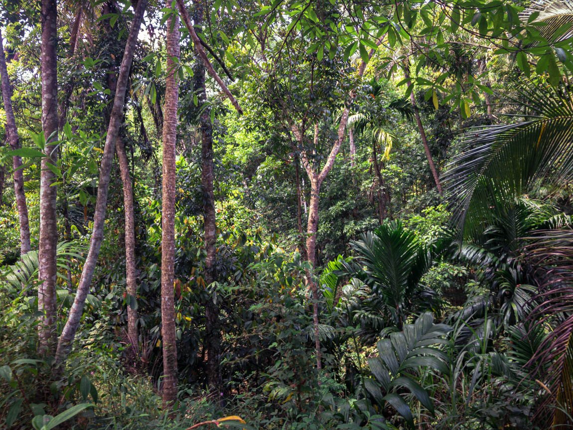 Gewürze, die mitten im Regenwald in Sri Lanka in Permakultur wachsen - ein Musterbeispiel für einen Waldgarten.