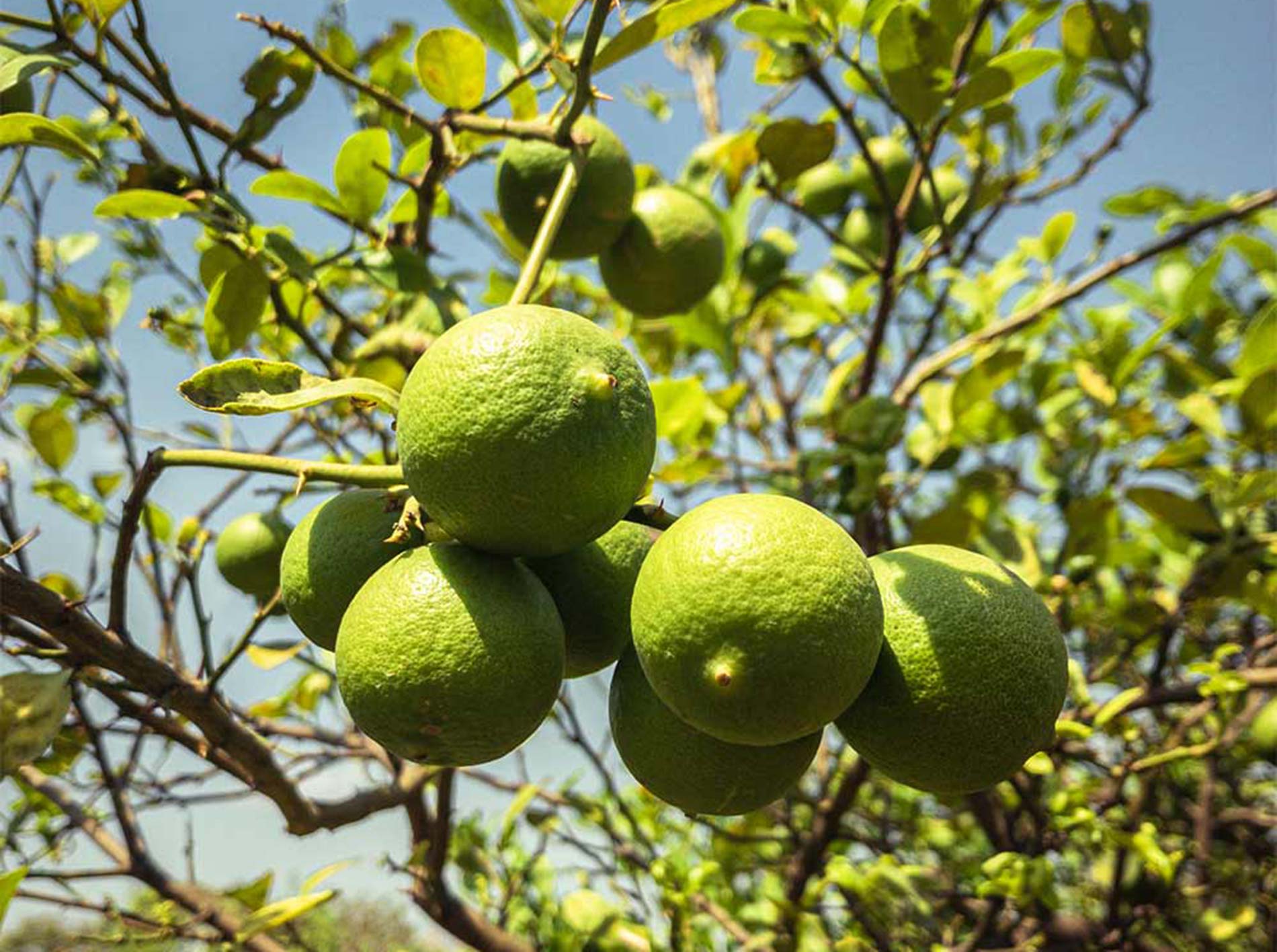 Un domaine familial inspirant en agriculture naturelle dans les environs d’Ahmedabad au Gujarat au nord-ouest de l’Inde Un domaine familial inspirant en agriculture naturelle dans les environs d’Ahmedabad au Gujarat au nord-ouest de l’Inde