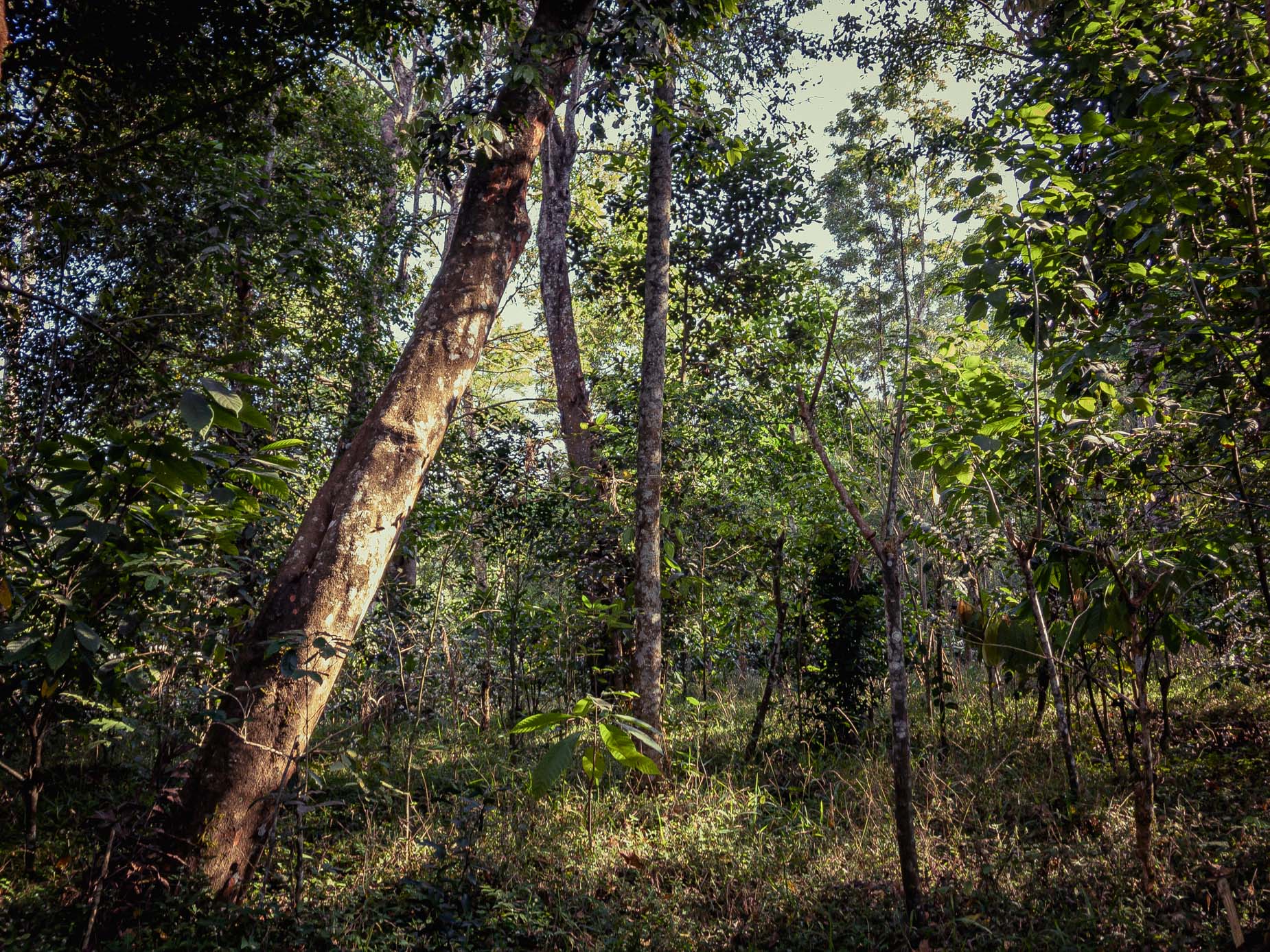 Ein Agroforstwirtschaftsmodell im Herzen des Regenwaldes in der Gebirgskette der Westghats in Karnataka