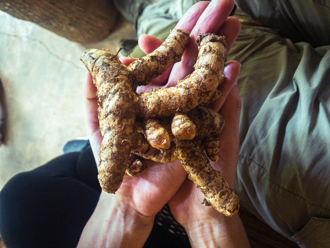 Gewürze, die mitten im Regenwald in Sri Lanka in Permakultur wachsen - ein Musterbeispiel für einen Waldgarten.