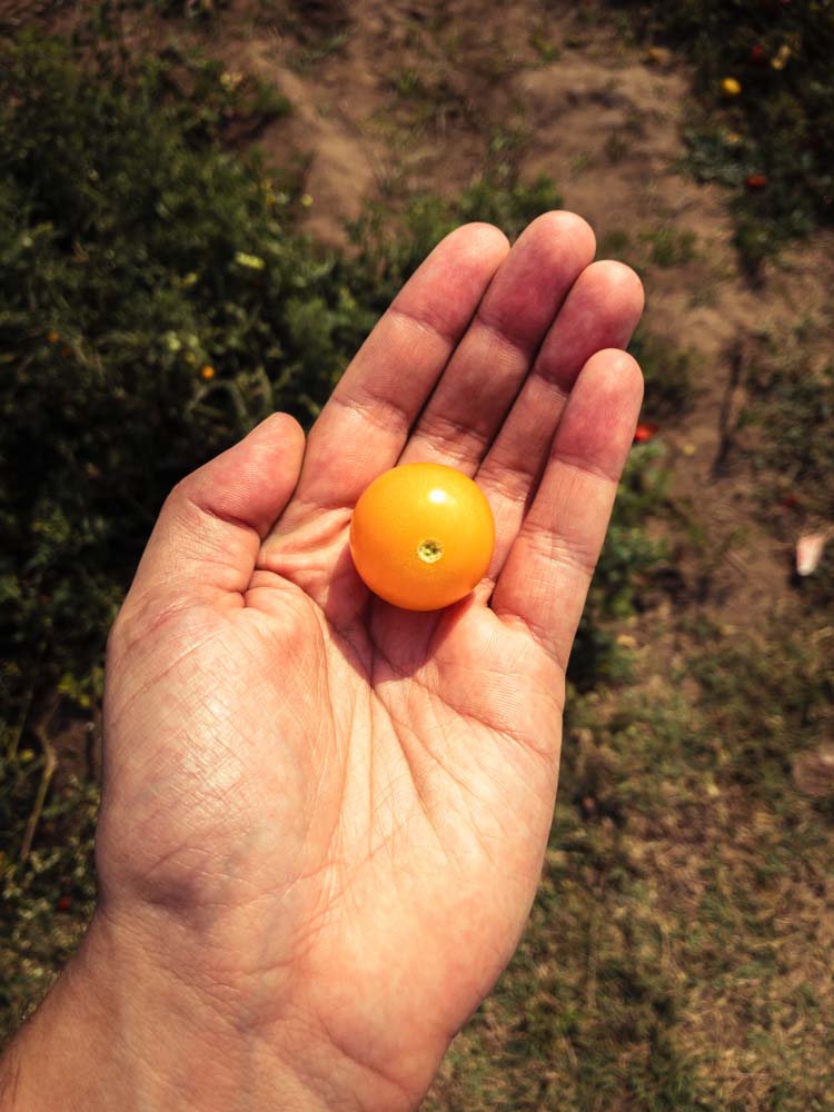 Un domaine familial inspirant en agriculture naturelle dans les environs d’Ahmedabad au Gujarat au nord-ouest de l’Inde Un domaine familial inspirant en agriculture naturelle dans les environs d’Ahmedabad au Gujarat au nord-ouest de l’Inde