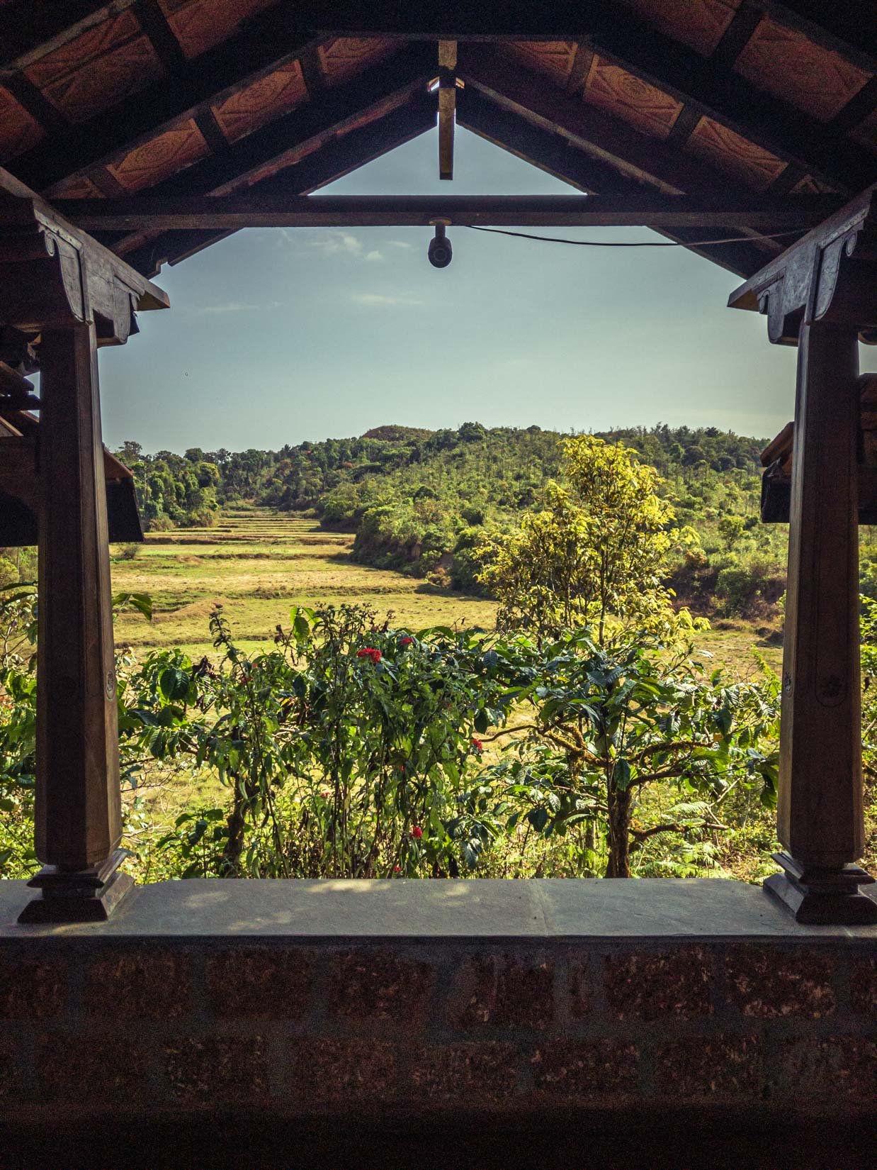 Un jardin d’épices, de thé et de café, véritable paradis de la biodiversité sur la chaîne des Ghats occidentaux au Karnataka Un jardin d’épices, de thé et de café, véritable paradis de la biodiversité sur la chaîne des Ghats occidentaux au Karnataka