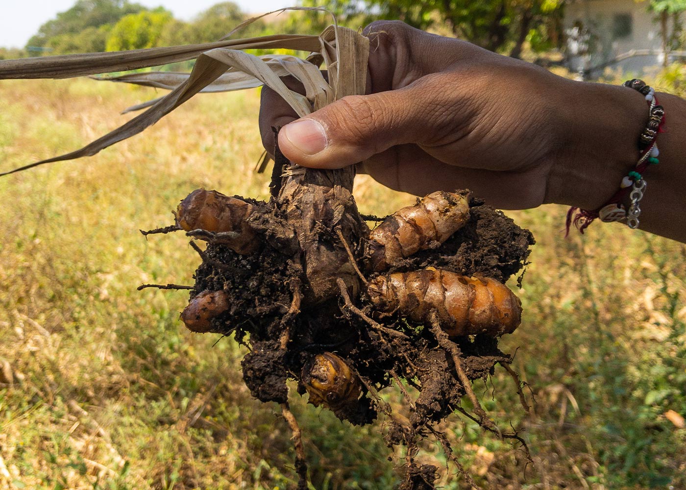 Les incroyables bienfaits des épices dans la cuisine de tous les jours Les incroyables bienfaits des épices dans la cuisine de tous les jours
