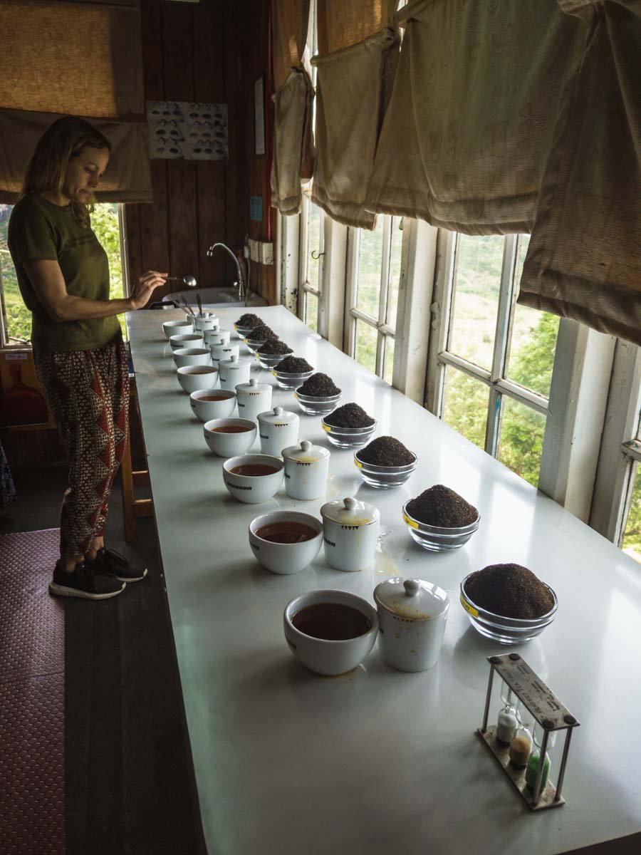 Une visite d’un domaine de thé en biodynamie, en train entre les crêtes brumeuses au cœur des montagnes au Sri Lanka