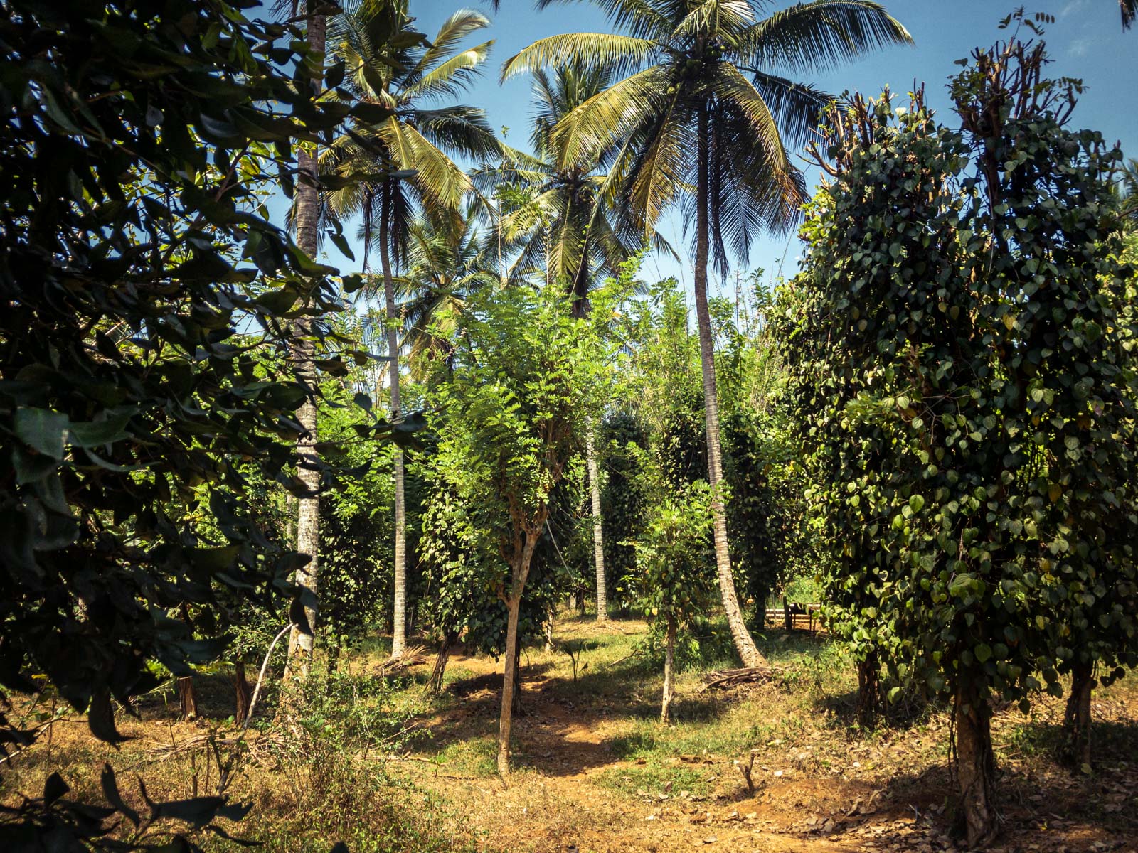 Gewürze, die mitten im Regenwald in Sri Lanka in Permakultur wachsen - ein Musterbeispiel für einen Waldgarten. Gewürze, die mitten im Regenwald in Sri Lanka in Permakultur wachsen - ein Musterbeispiel für einen Waldgarten.