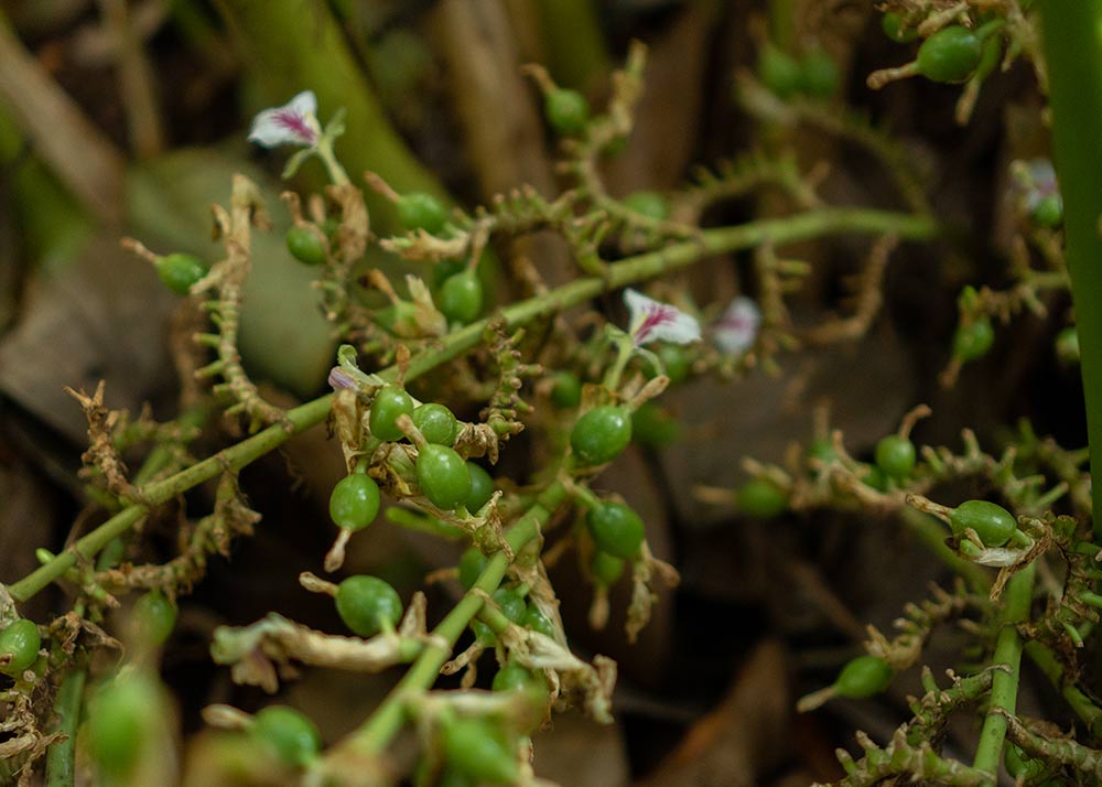 Les incroyables bienfaits des épices dans la cuisine de tous les jours