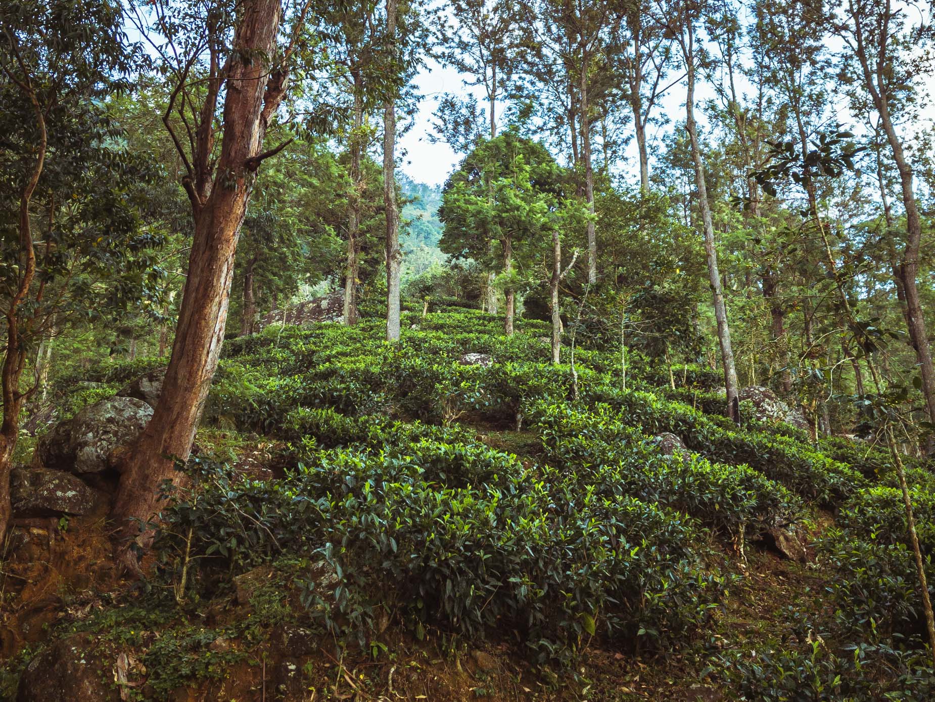 Une visite d’un domaine de thé en biodynamie, en train entre les crêtes brumeuses au cœur des montagnes au Sri Lanka