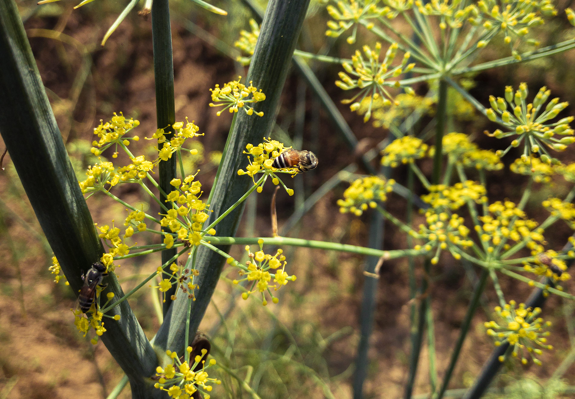 Un domaine familial inspirant en agriculture naturelle dans les environs d’Ahmedabad au Gujarat au nord-ouest de l’Inde Un domaine familial inspirant en agriculture naturelle dans les environs d’Ahmedabad au Gujarat au nord-ouest de l’Inde