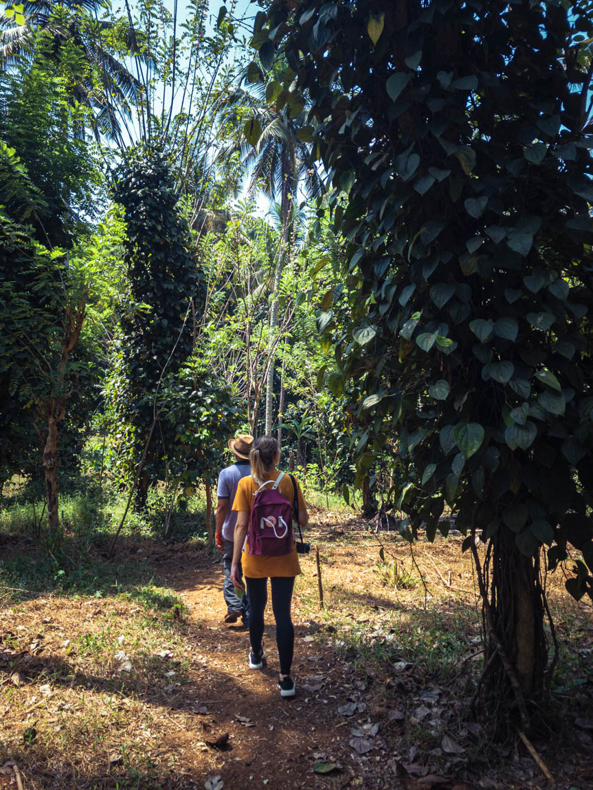 Gewürze, die mitten im Regenwald in Sri Lanka in Permakultur wachsen - ein Musterbeispiel für einen Waldgarten.