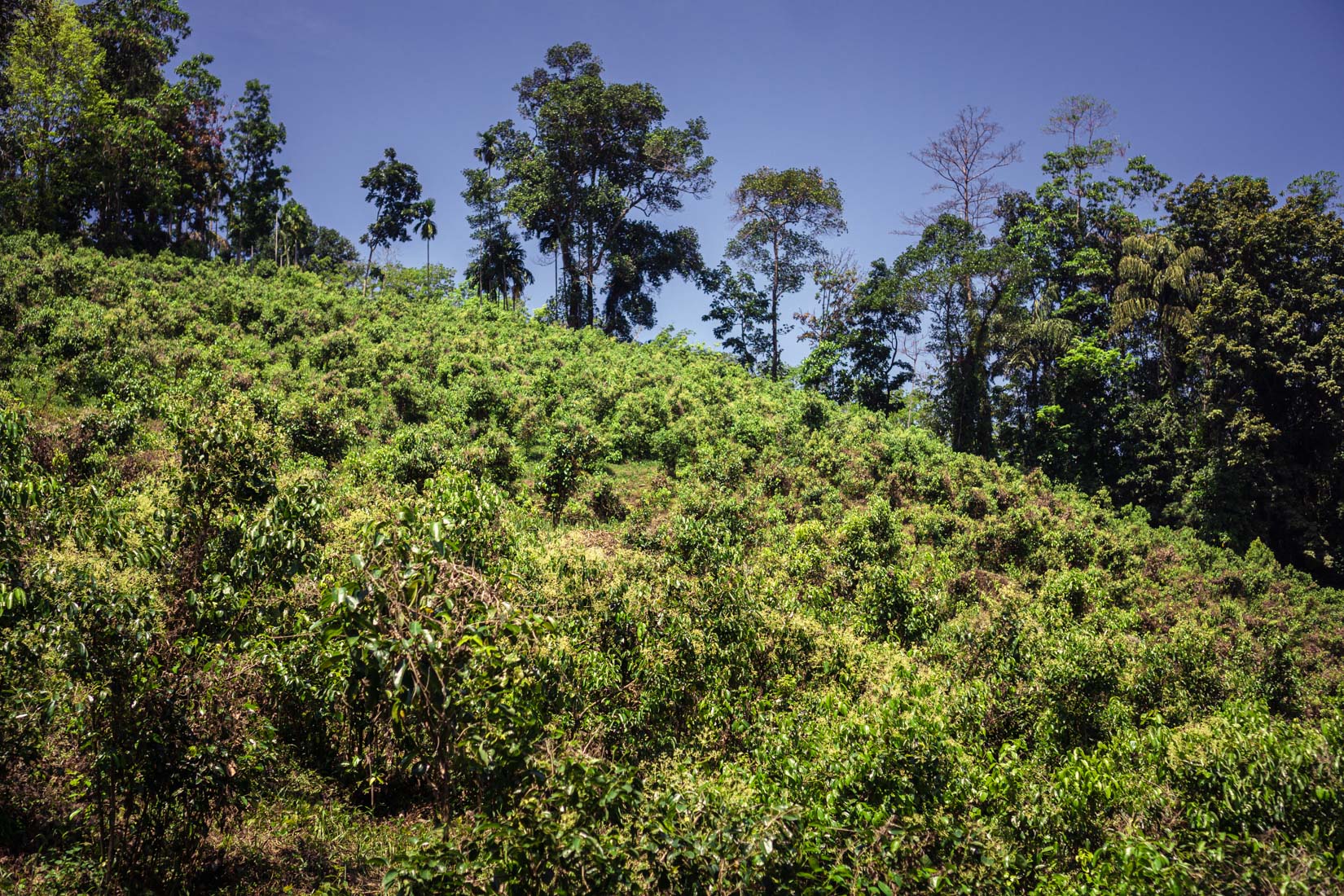 Der beste Ceylon-Zimt wächst auf einem Hügel inmitten unberührter Natur