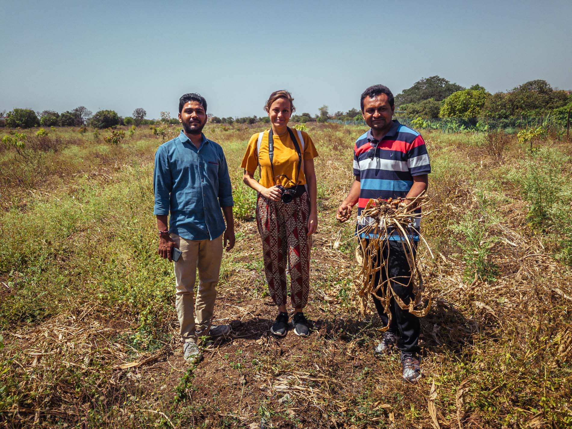 Un curcuma naturel dans les terres d’une immense forêt sèche au fin fond du Gujarat au nord-ouest de l’Inde