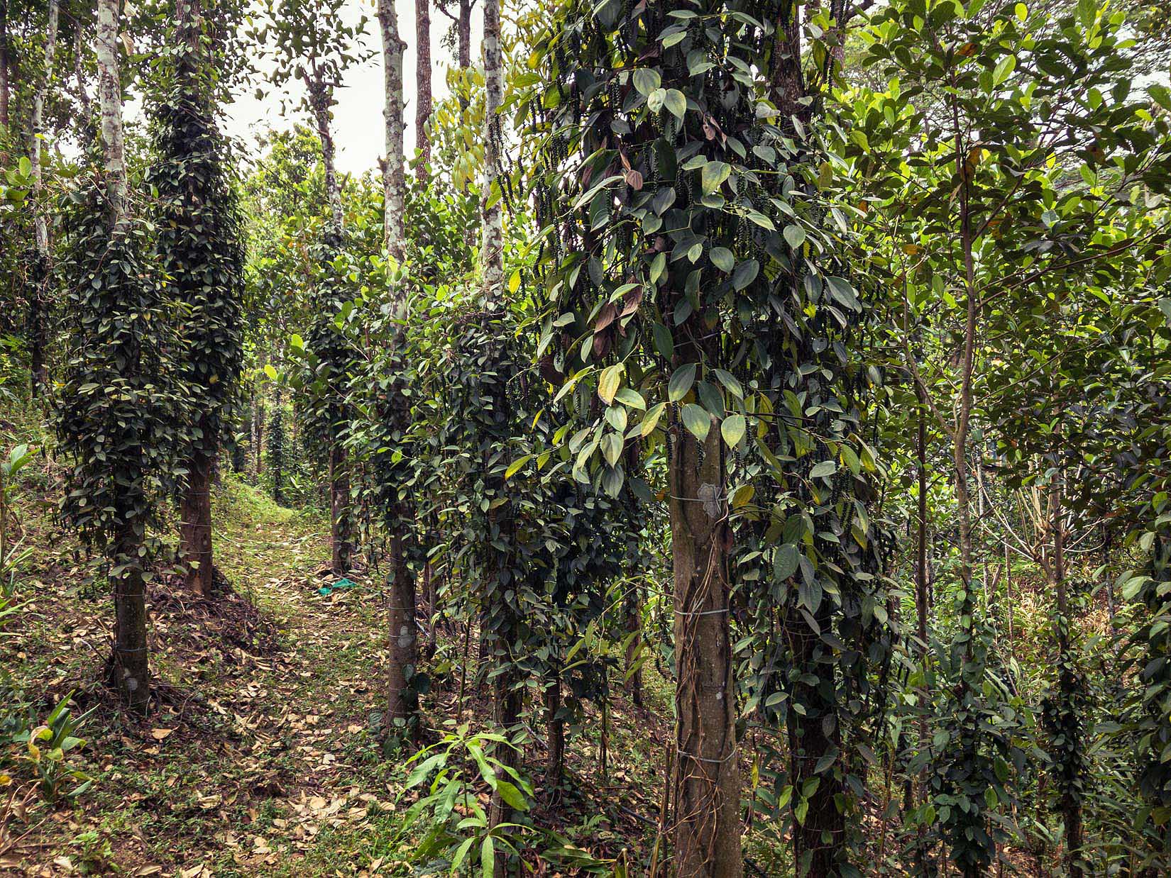 Heimlich angelegte Teegärten und Kardamomplantagen inmitten einer üppigen Vegetation in Südindien