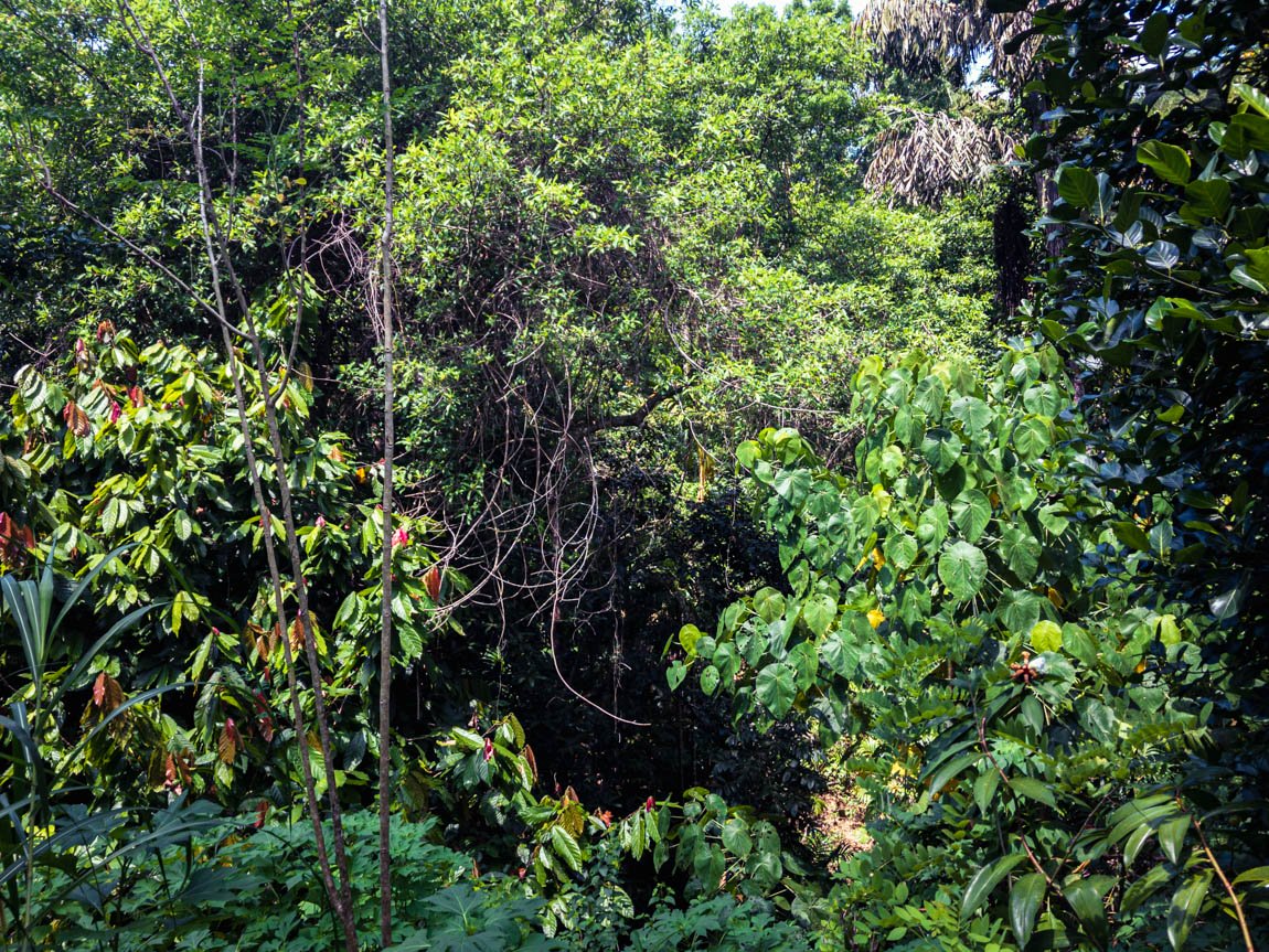 Des épices qui poussent en pleine forêt tropicale en permaculture au Sri Lanka, un véritable modèle de forêt-jardin Des épices qui poussent en pleine forêt tropicale en permaculture au Sri Lanka, un véritable modèle de forêt-jardin