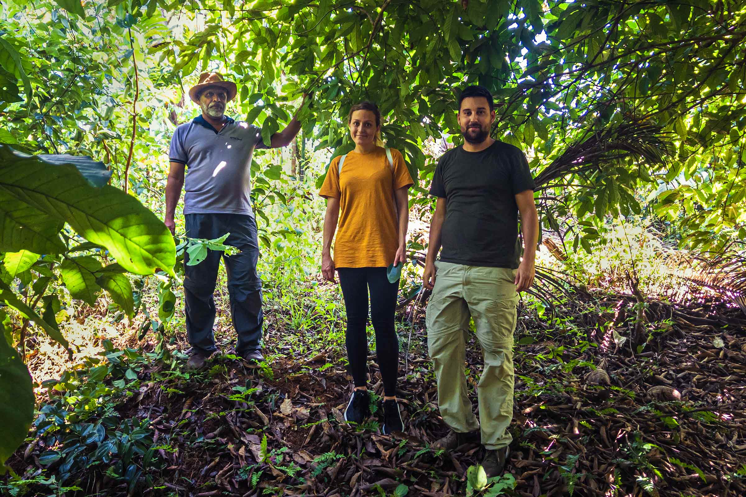 Gewürze, die mitten im Regenwald in Sri Lanka in Permakultur wachsen - ein Musterbeispiel für einen Waldgarten. Gewürze, die mitten im Regenwald in Sri Lanka in Permakultur wachsen - ein Musterbeispiel für einen Waldgarten.