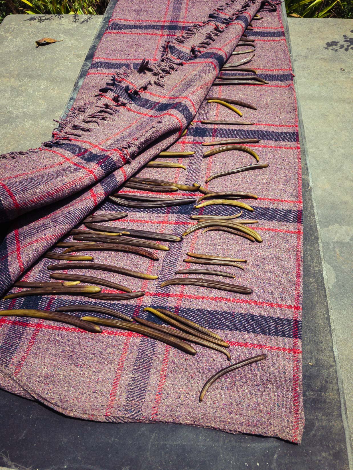 Un jardin d’épices, de thé et de café, véritable paradis de la biodiversité sur la chaîne des Ghats occidentaux au Karnataka Un jardin d’épices, de thé et de café, véritable paradis de la biodiversité sur la chaîne des Ghats occidentaux au Karnataka