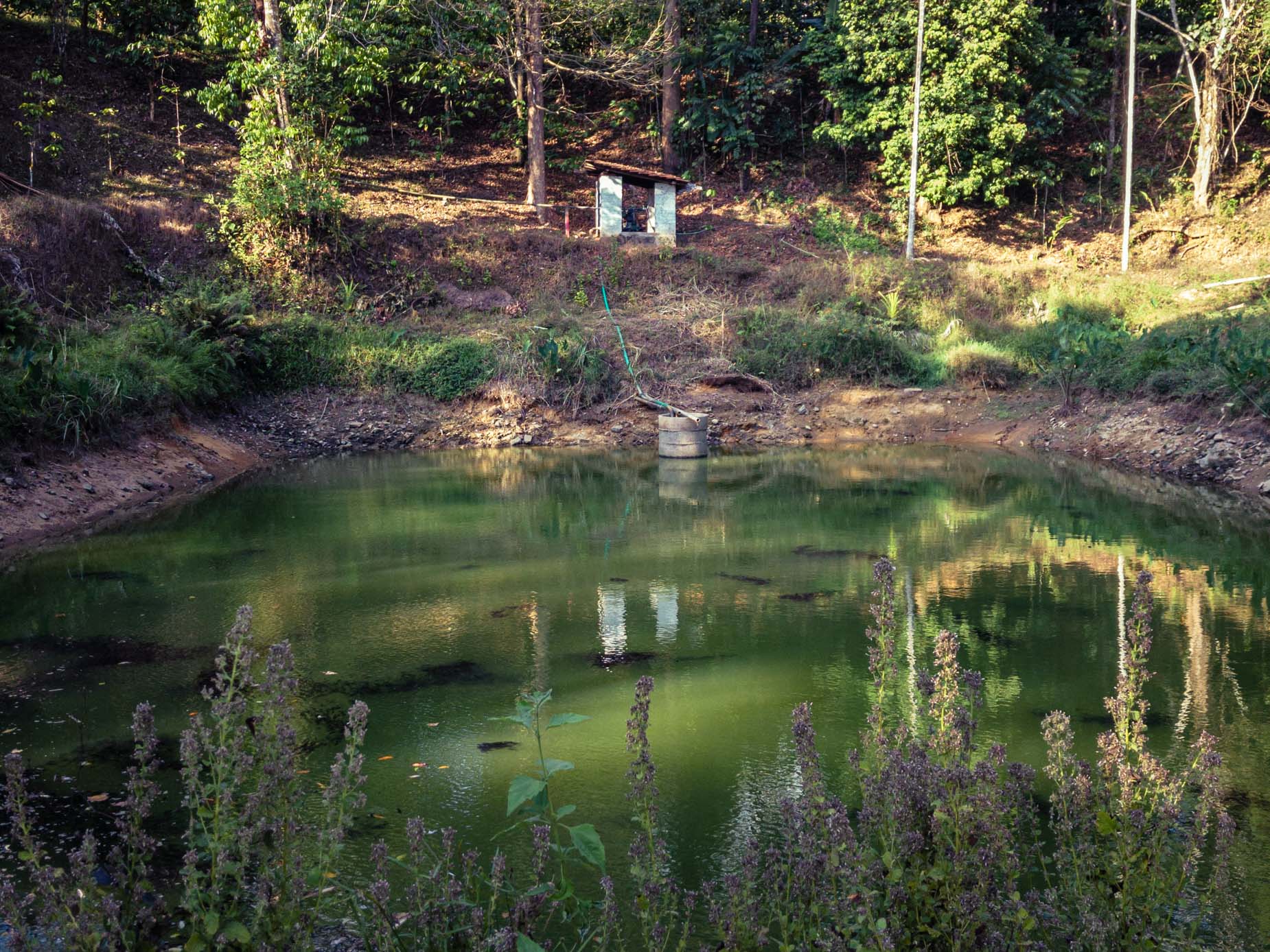 Ein Agroforstwirtschaftsmodell im Herzen des Regenwaldes in der Gebirgskette der Westghats in Karnataka