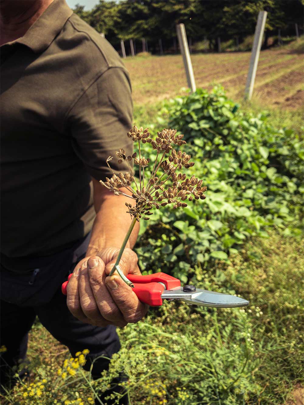 Un domaine familial inspirant en agriculture naturelle dans les environs d’Ahmedabad au Gujarat au nord-ouest de l’Inde Un domaine familial inspirant en agriculture naturelle dans les environs d’Ahmedabad au Gujarat au nord-ouest de l’Inde