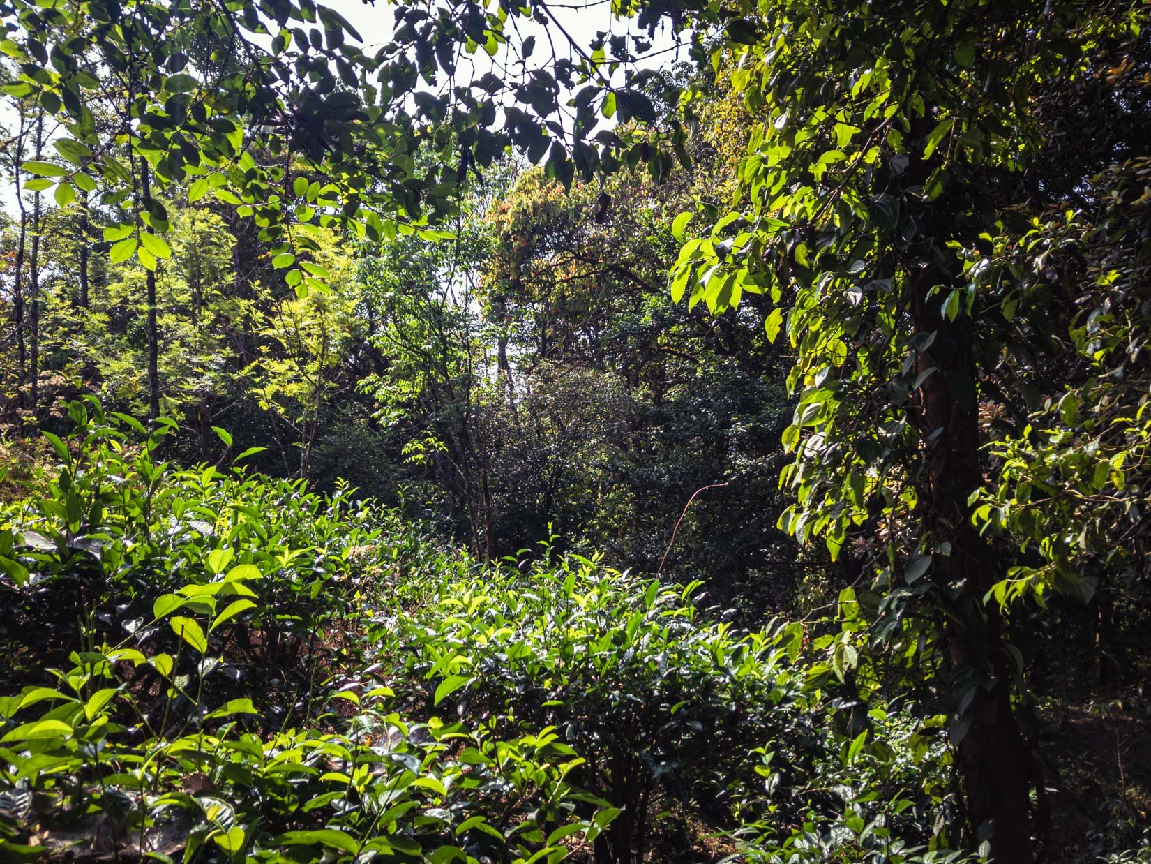 Un jardin d’épices, de thé et de café, véritable paradis de la biodiversité sur la chaîne des Ghats occidentaux au Karnataka Un jardin d’épices, de thé et de café, véritable paradis de la biodiversité sur la chaîne des Ghats occidentaux au Karnataka