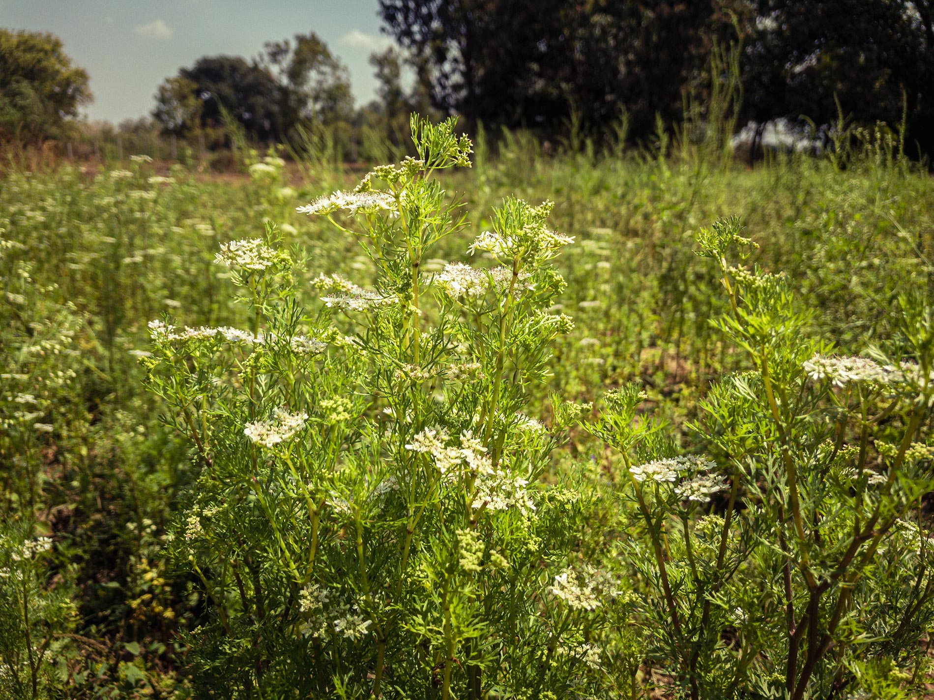 Un domaine familial inspirant en agriculture naturelle dans les environs d’Ahmedabad au Gujarat au nord-ouest de l’Inde Un domaine familial inspirant en agriculture naturelle dans les environs d’Ahmedabad au Gujarat au nord-ouest de l’Inde
