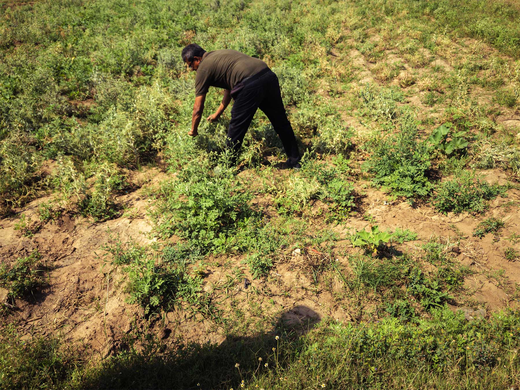 Un domaine familial inspirant en agriculture naturelle dans les environs d’Ahmedabad au Gujarat au nord-ouest de l’Inde Un domaine familial inspirant en agriculture naturelle dans les environs d’Ahmedabad au Gujarat au nord-ouest de l’Inde