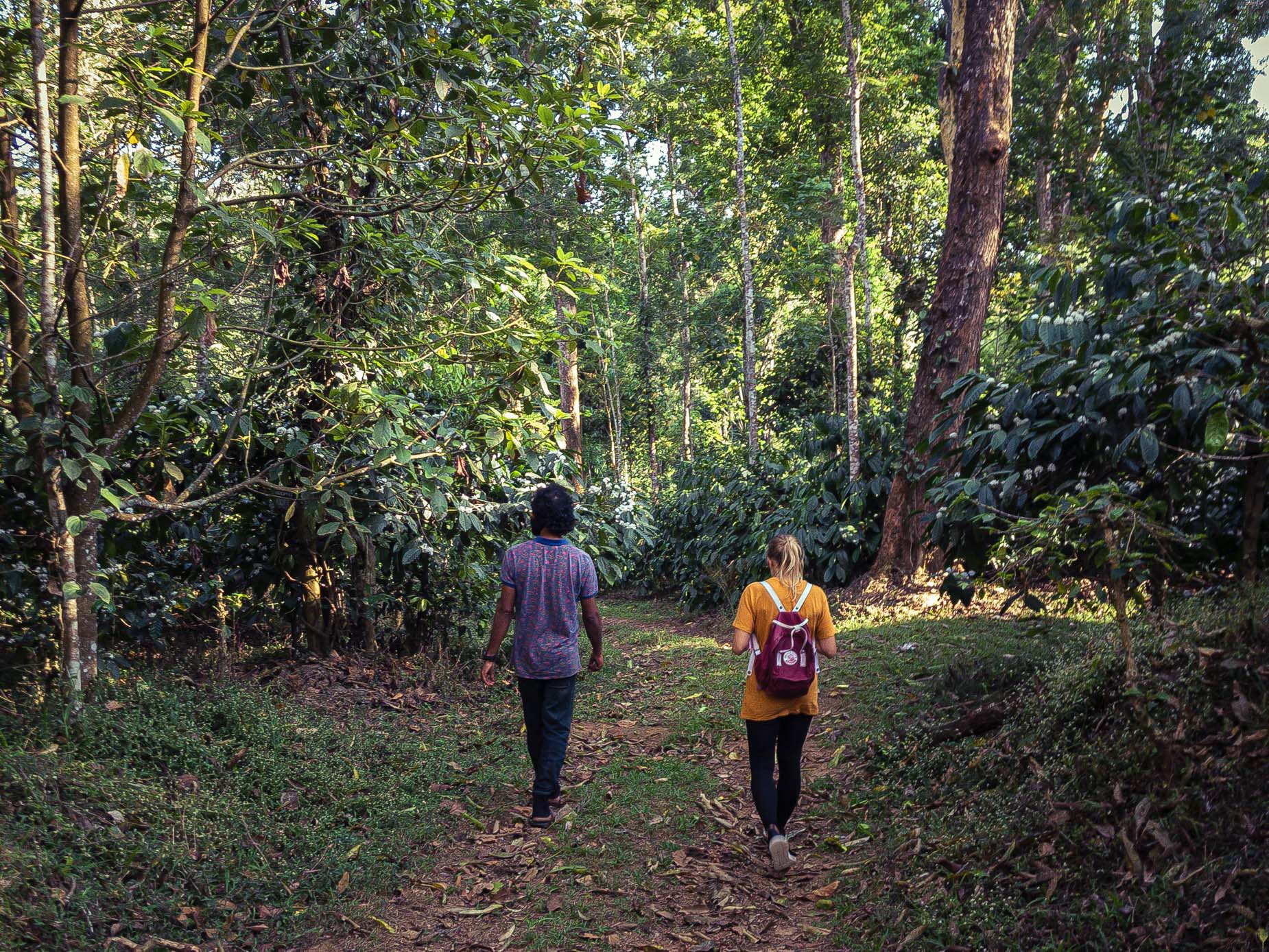 Un modèle d’agroforesterie au cœur de la forêt humide sur la chaîne des Ghâts occidentaux au Karnataka