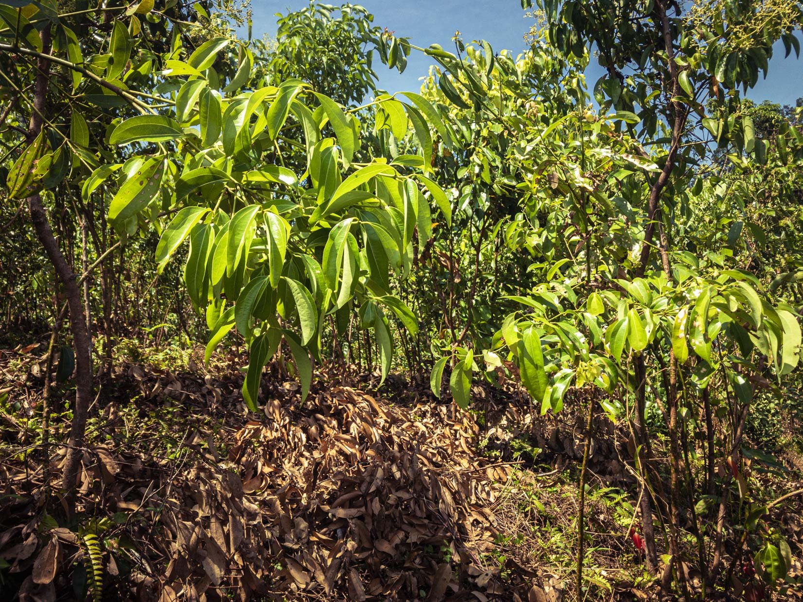 Der beste Ceylon-Zimt wächst auf einem Hügel inmitten unberührter Natur