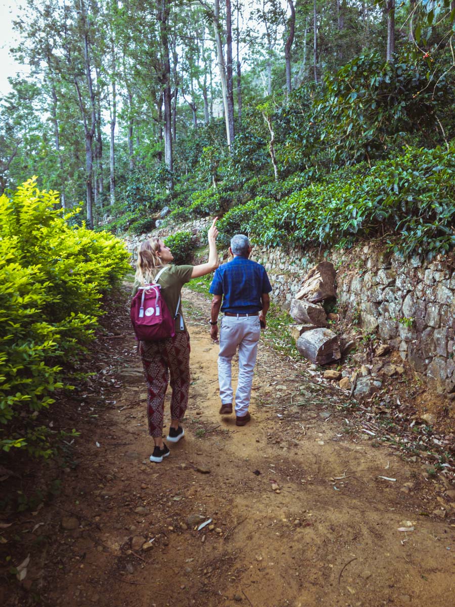 Une visite d’un domaine de thé en biodynamie, en train entre les crêtes brumeuses au cœur des montagnes au Sri Lanka