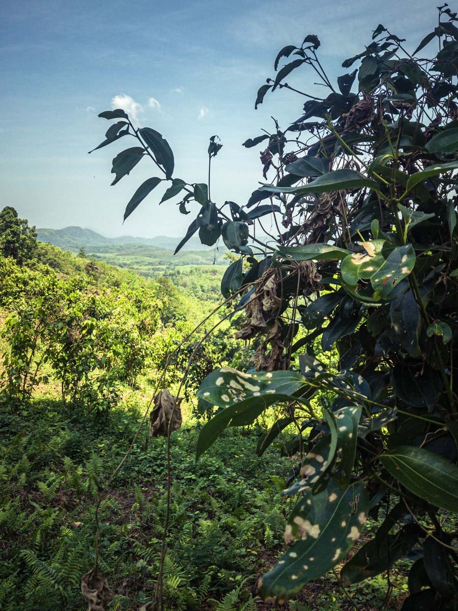 Der beste Ceylon-Zimt wächst auf einem Hügel inmitten unberührter Natur