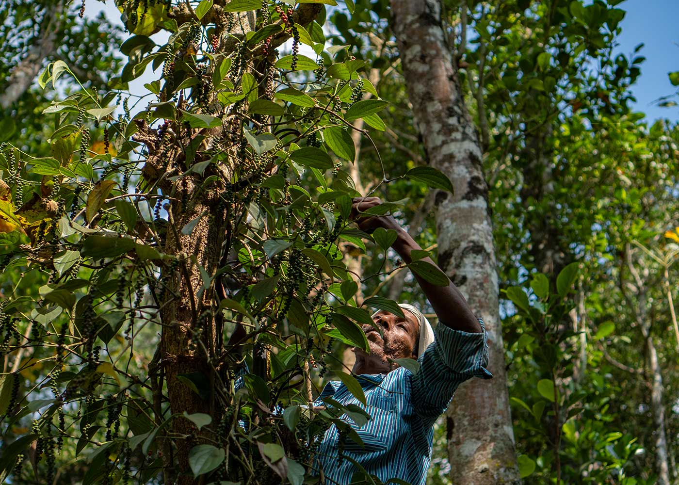 Les incroyables bienfaits des épices dans la cuisine de tous les jours Les incroyables bienfaits des épices dans la cuisine de tous les jours