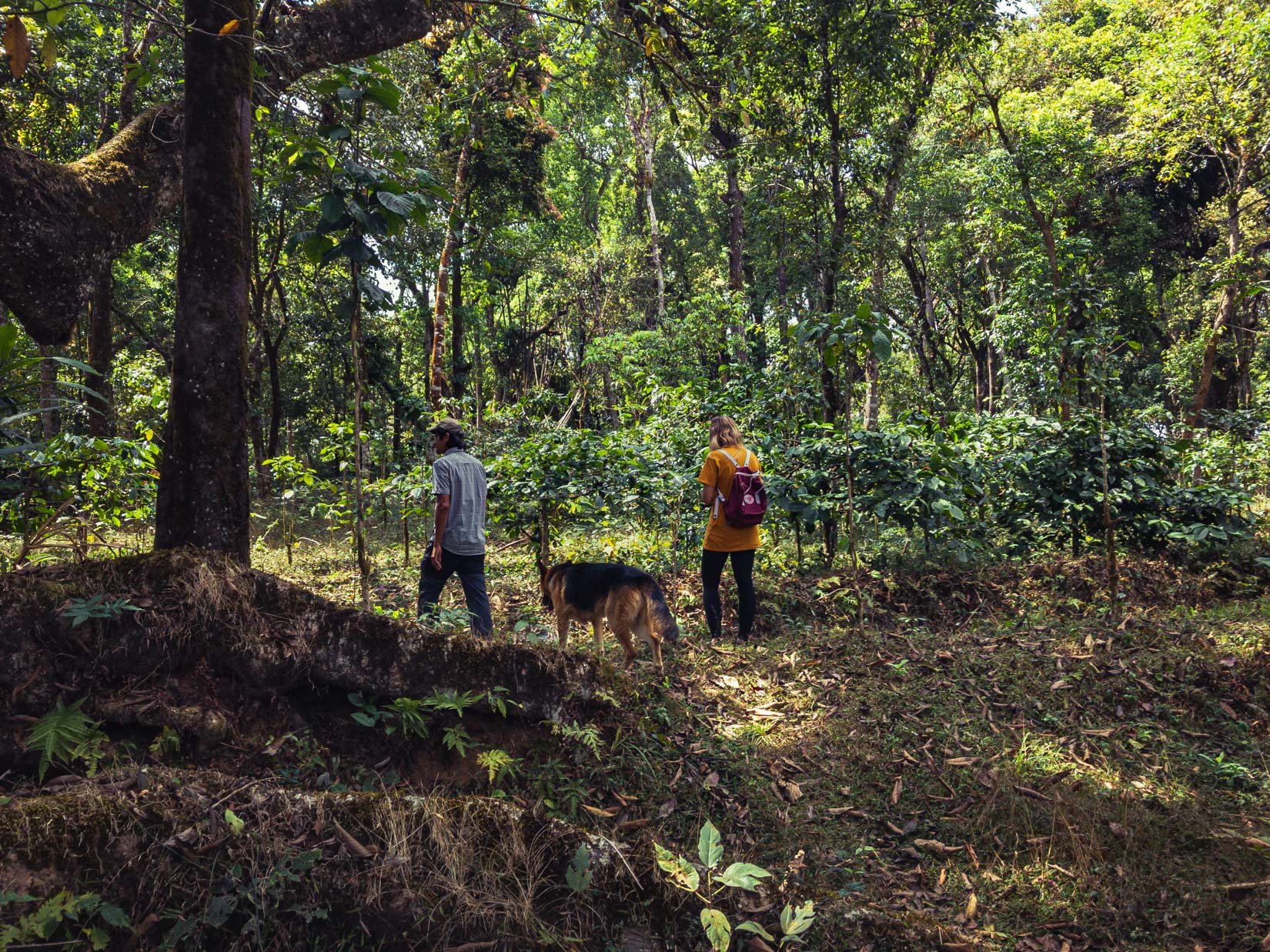 Un jardin d’épices, de thé et de café, véritable paradis de la biodiversité sur la chaîne des Ghats occidentaux au Karnataka Un jardin d’épices, de thé et de café, véritable paradis de la biodiversité sur la chaîne des Ghats occidentaux au Karnataka
