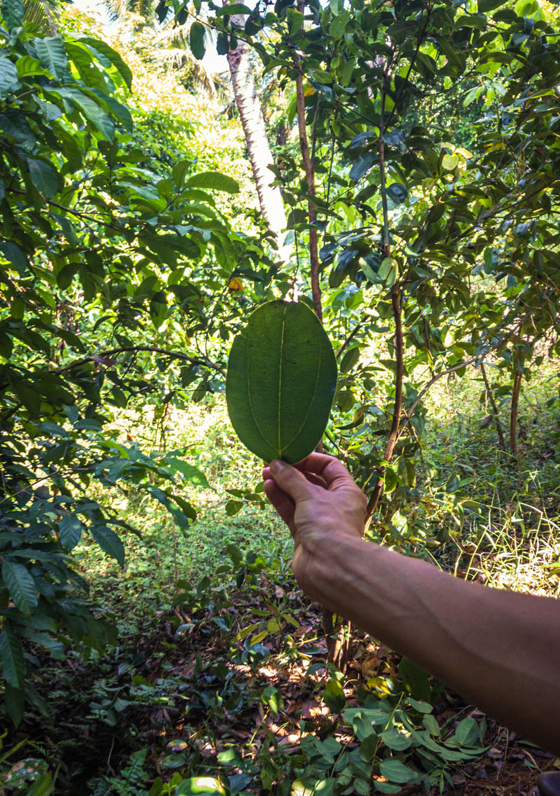 Gewürze, die mitten im Regenwald in Sri Lanka in Permakultur wachsen - ein Musterbeispiel für einen Waldgarten. Gewürze, die mitten im Regenwald in Sri Lanka in Permakultur wachsen - ein Musterbeispiel für einen Waldgarten.