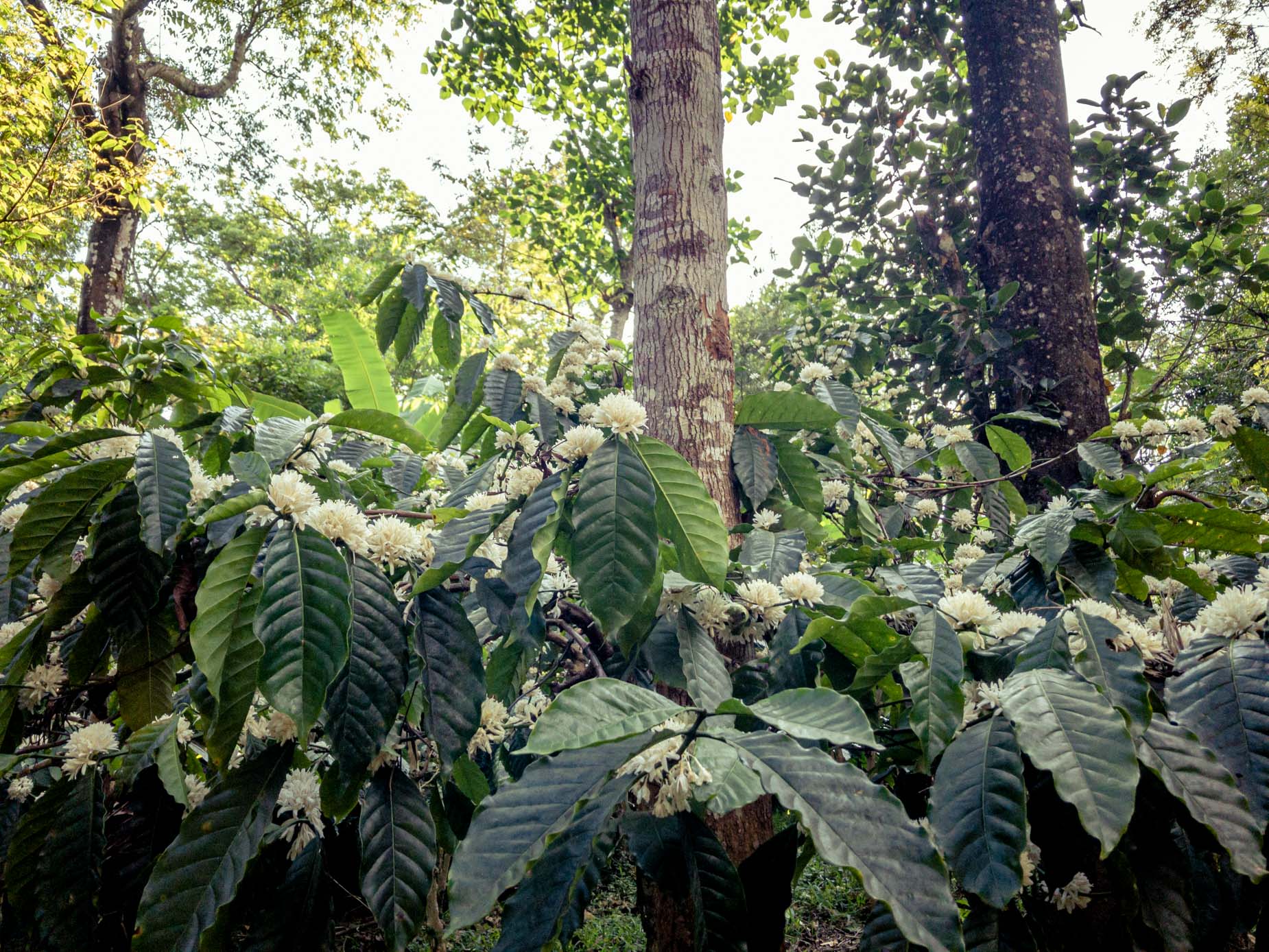 Un modèle d’agroforesterie au cœur de la forêt humide sur la chaîne des Ghâts occidentaux au Karnataka