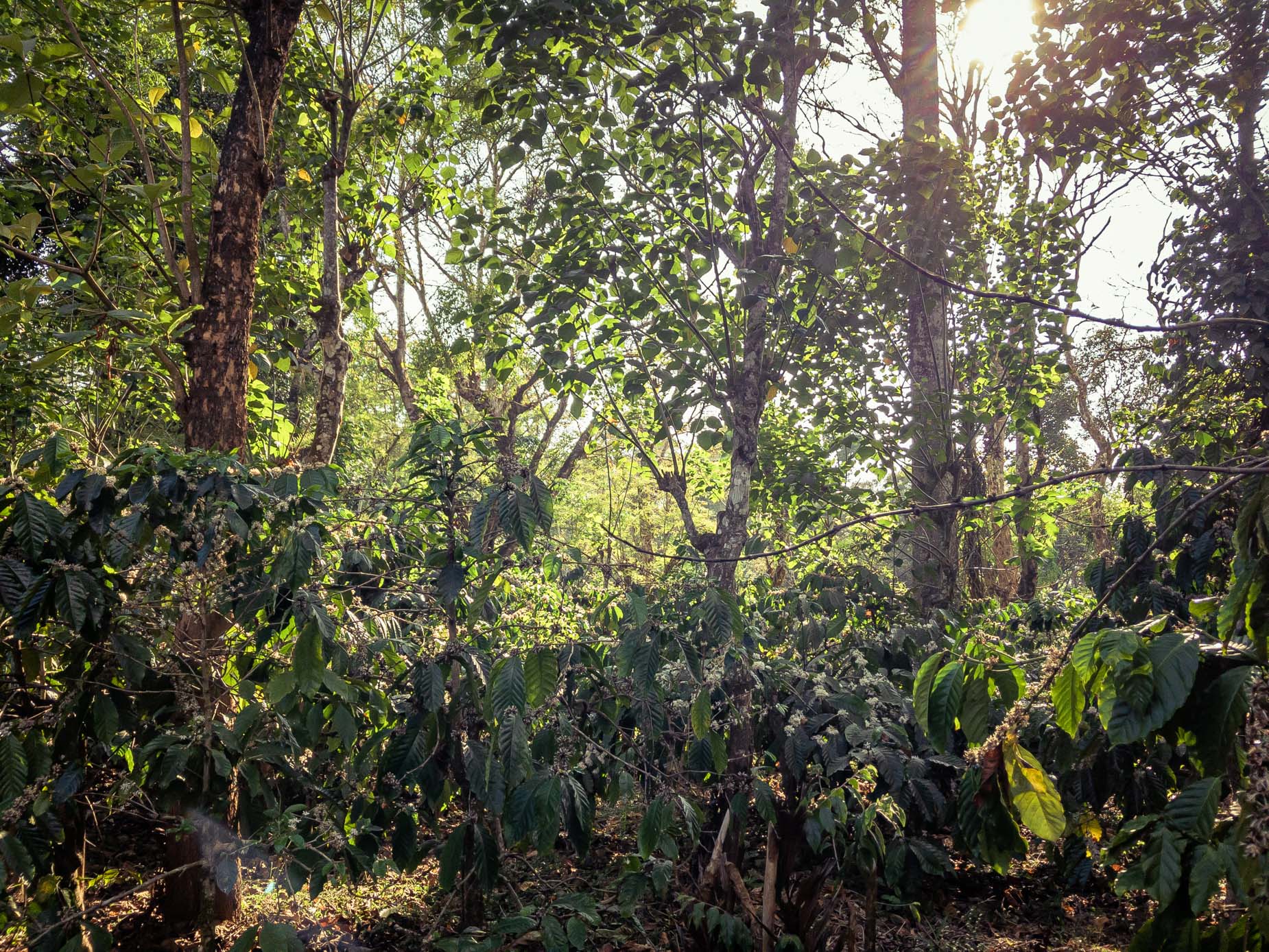 Ein Agroforstwirtschaftsmodell im Herzen des Regenwaldes in der Gebirgskette der Westghats in Karnataka