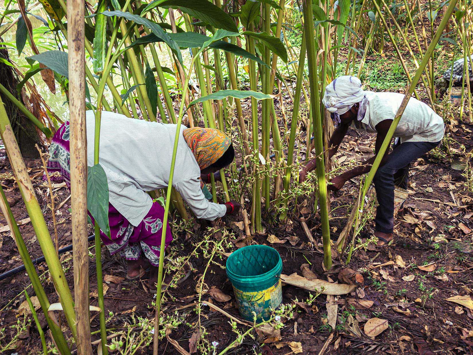 Un jardin de thé et des plantations de cardamome secrètement placés au cœur d’une végétation luxuriante en Inde du Sud
