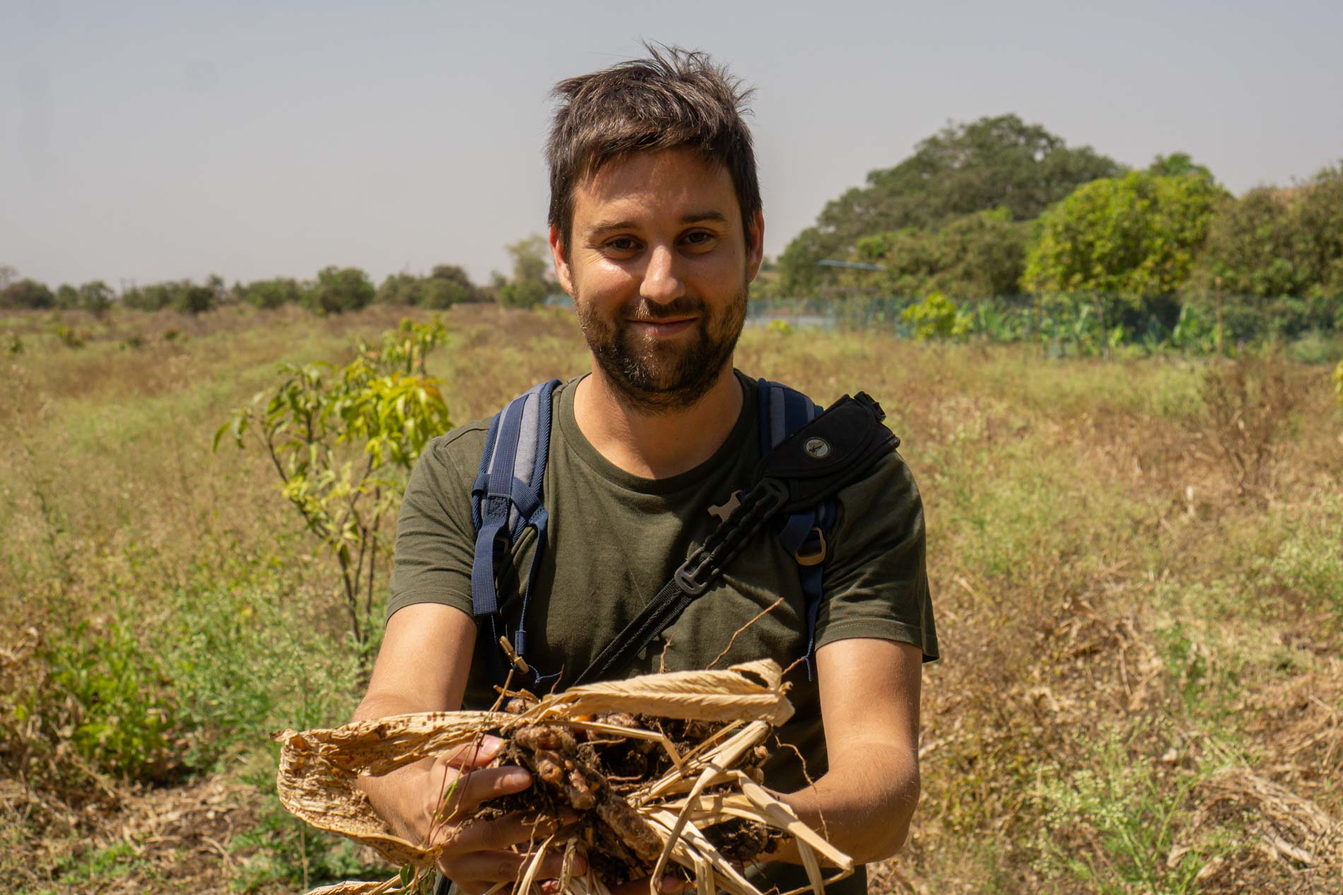 Eine natürliche Kurkuma auf dem Gebiet eines riesigen Trockenwaldes im tiefsten Gujarat im Nordwesten Indiens