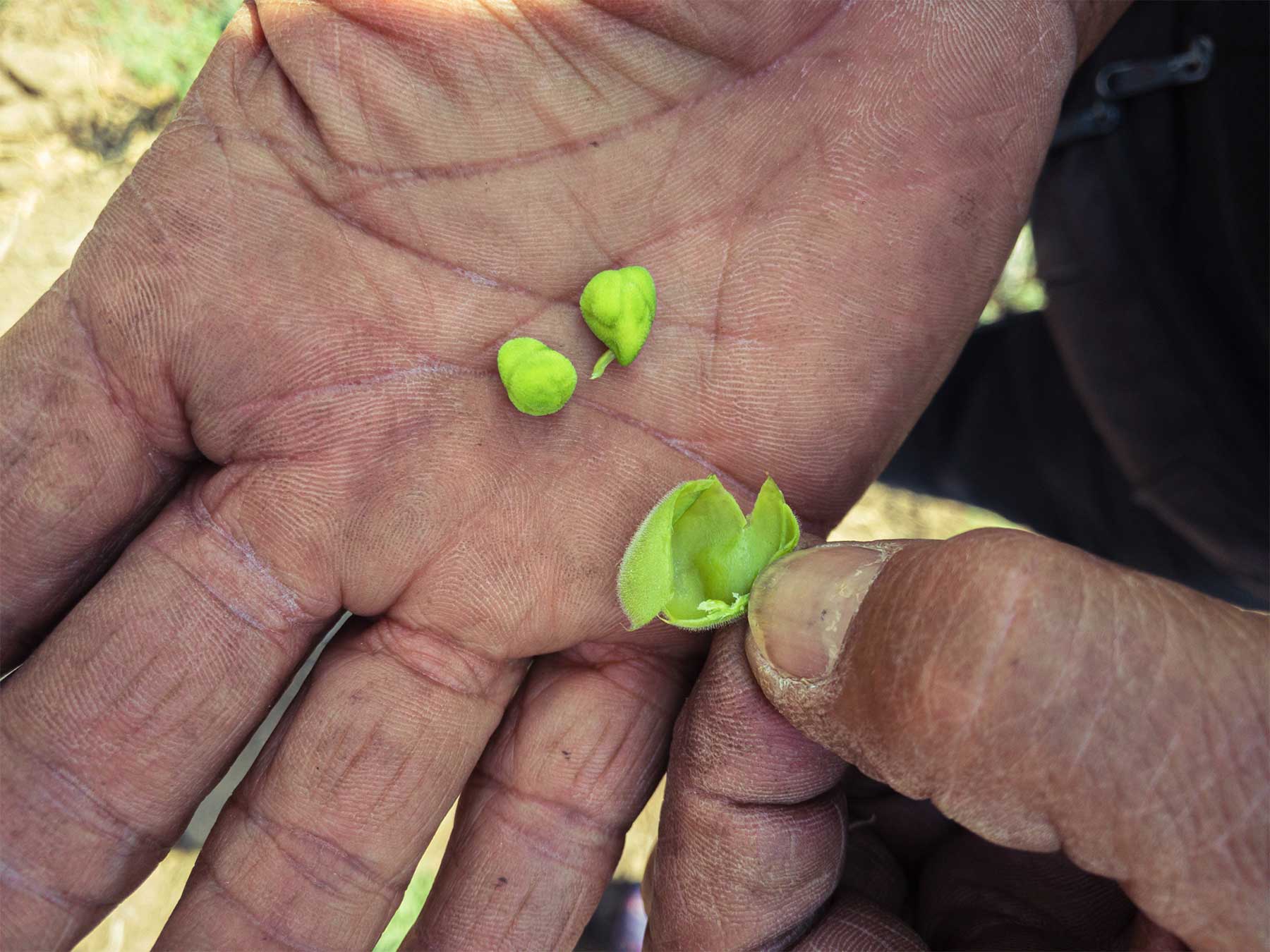 Un domaine familial inspirant en agriculture naturelle dans les environs d’Ahmedabad au Gujarat au nord-ouest de l’Inde Un domaine familial inspirant en agriculture naturelle dans les environs d’Ahmedabad au Gujarat au nord-ouest de l’Inde