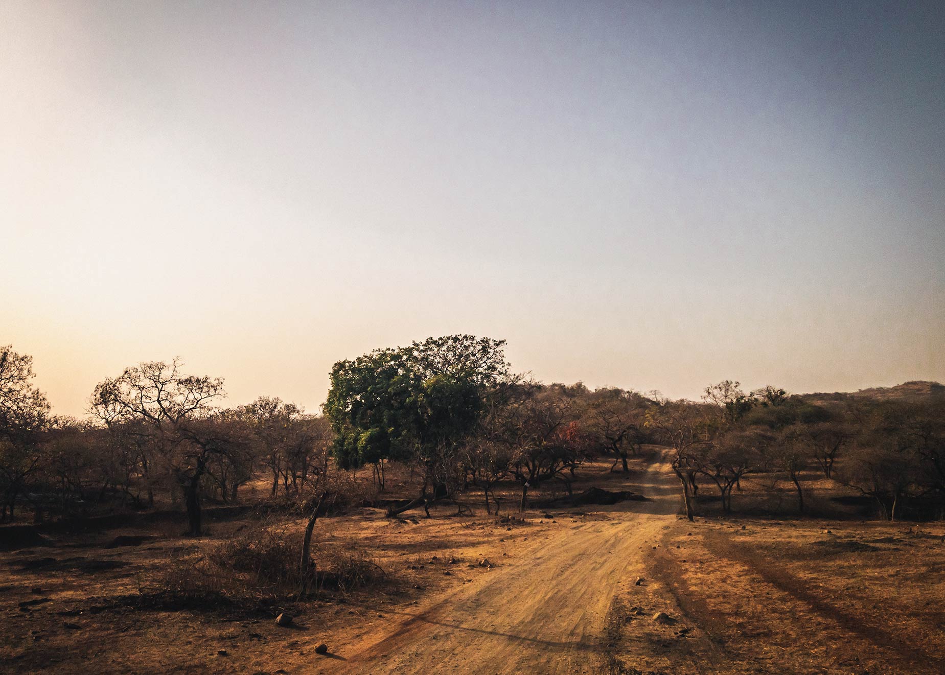 Eine natürliche Kurkuma auf dem Gebiet eines riesigen Trockenwaldes im tiefsten Gujarat im Nordwesten Indiens