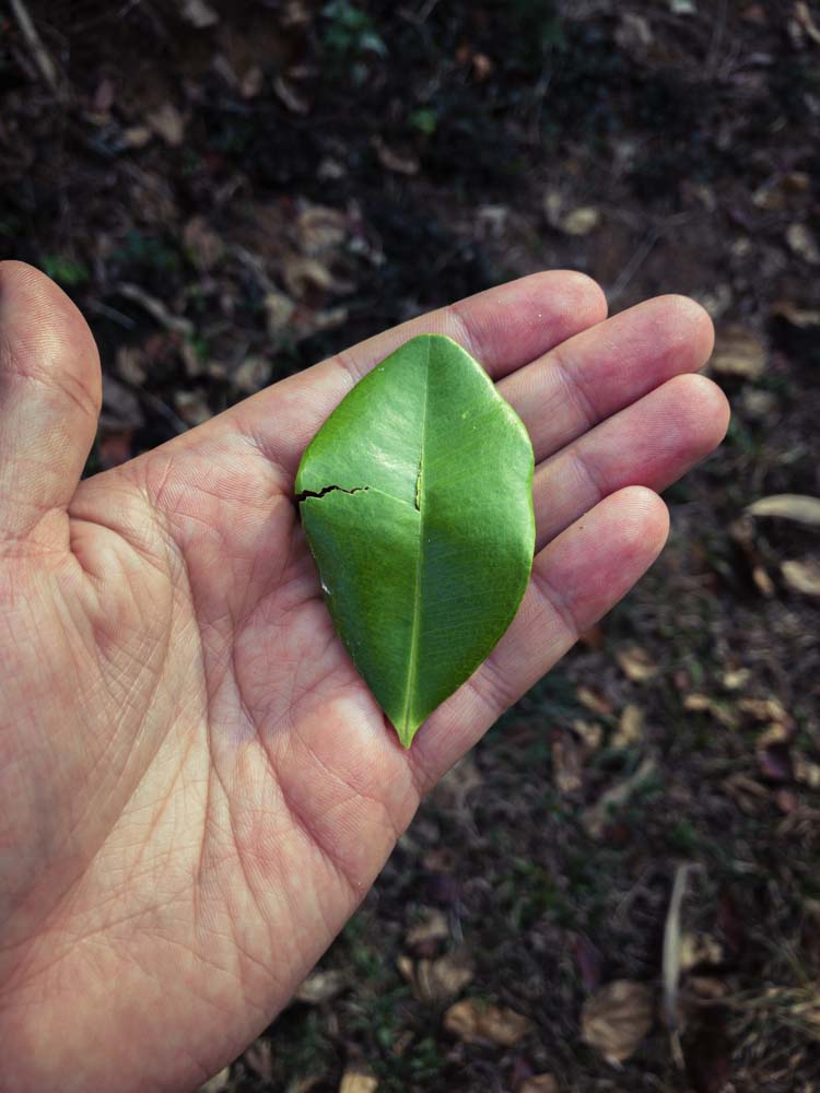 Un modèle d’agroforesterie au cœur de la forêt humide sur la chaîne des Ghâts occidentaux au Karnataka