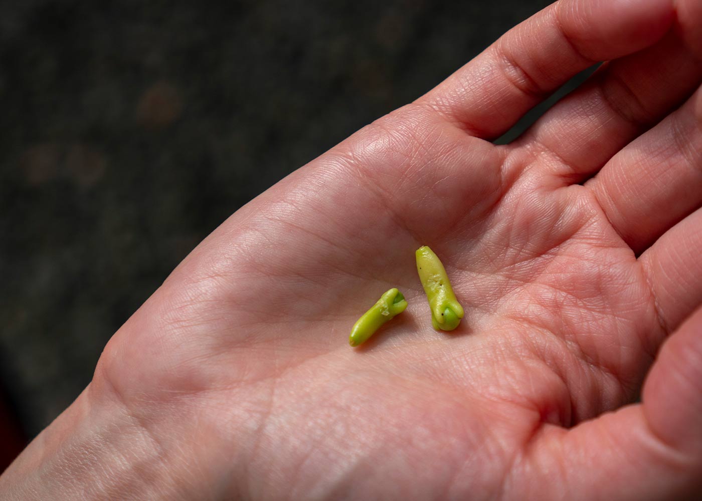 Les incroyables bienfaits des épices dans la cuisine de tous les jours Les incroyables bienfaits des épices dans la cuisine de tous les jours