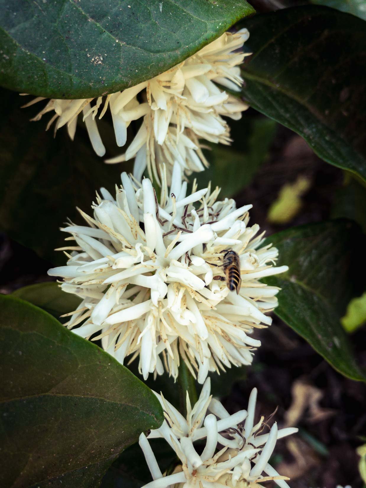 Ein Gewürz-, Tee- und Kaffeegarten, ein wahres Paradies der Biodiversität in den Bergen der westlichen Ghats in Karnataka