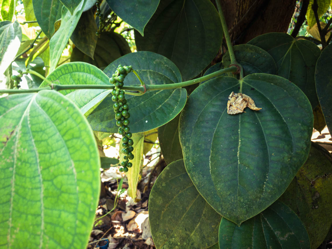 Gewürze, die mitten im Regenwald in Sri Lanka in Permakultur wachsen - ein Musterbeispiel für einen Waldgarten. Gewürze, die mitten im Regenwald in Sri Lanka in Permakultur wachsen - ein Musterbeispiel für einen Waldgarten.