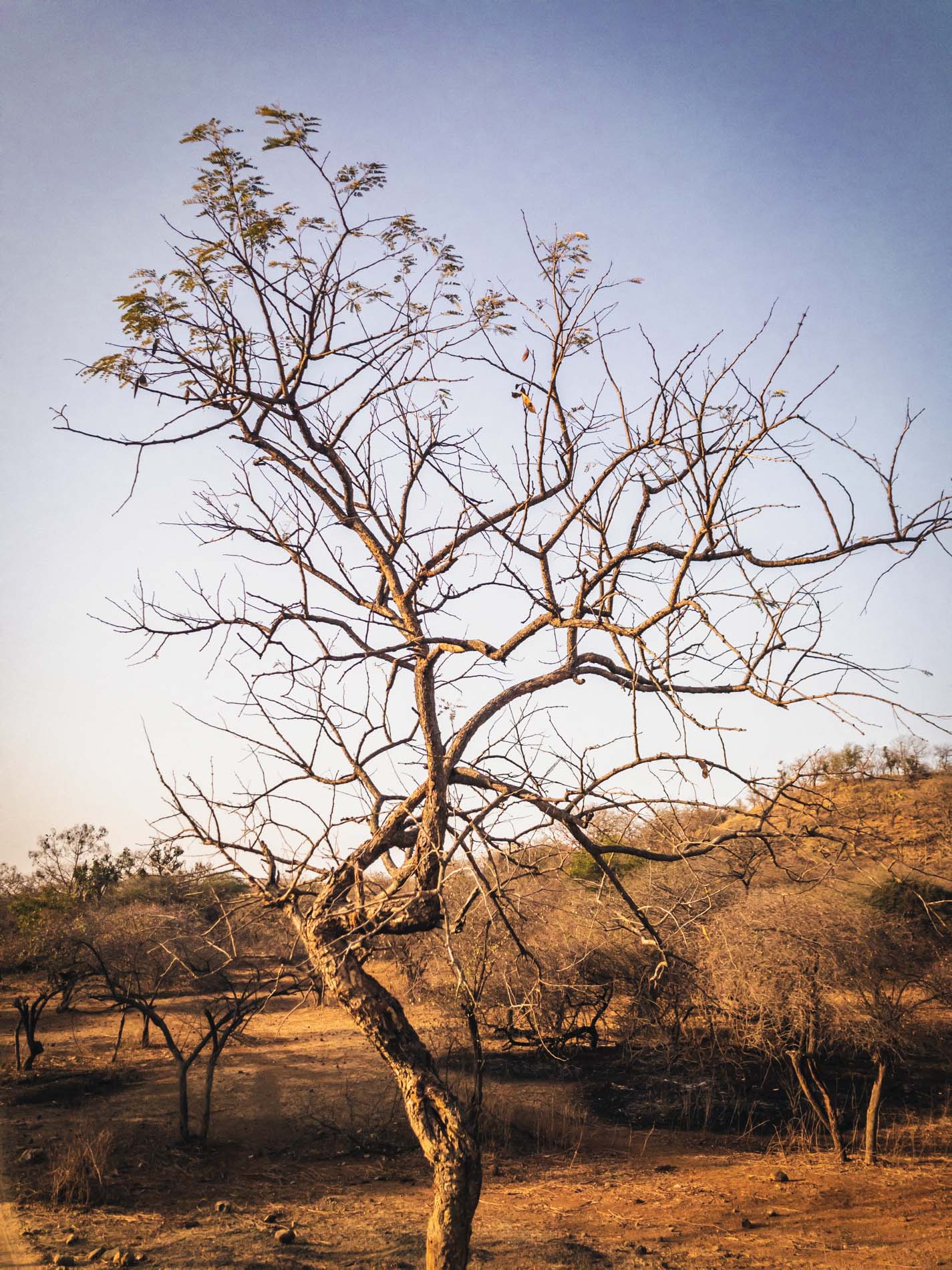 Eine natürliche Kurkuma auf dem Gebiet eines riesigen Trockenwaldes im tiefsten Gujarat im Nordwesten Indiens