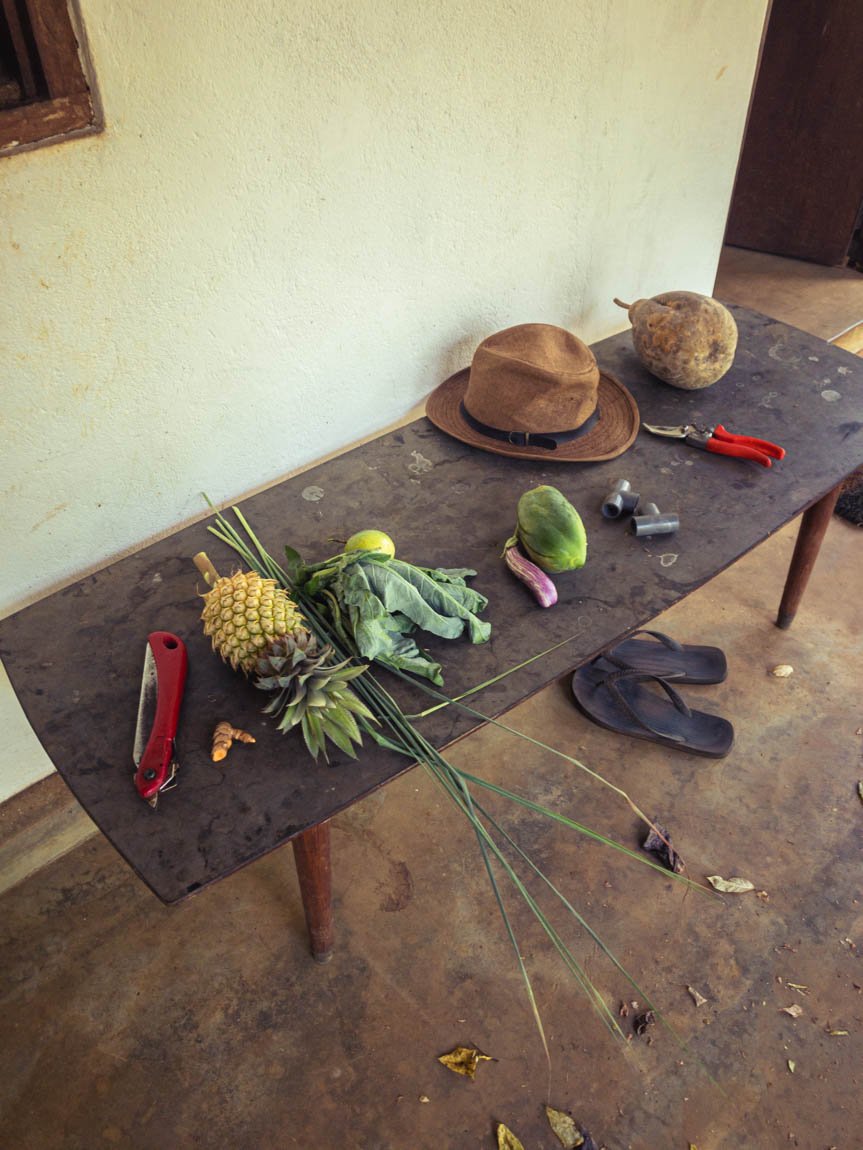Des épices qui poussent en pleine forêt tropicale en permaculture au Sri Lanka, un véritable modèle de forêt-jardin Des épices qui poussent en pleine forêt tropicale en permaculture au Sri Lanka, un véritable modèle de forêt-jardin