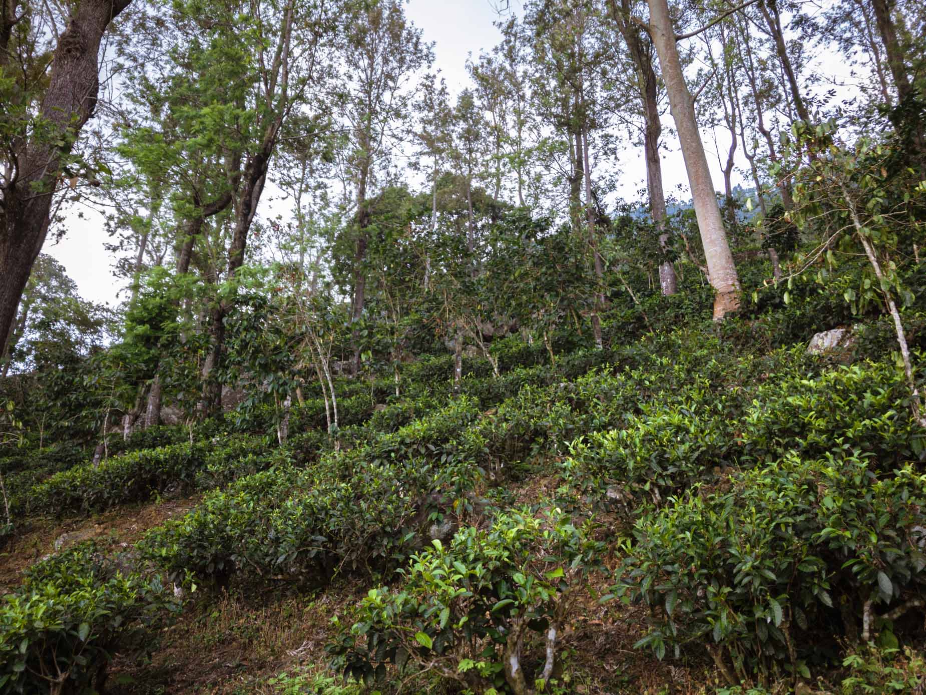 Mit dem Zug zwischen den nebligen Bergkämmen im Herzen der Berge in Sri Lanka - Besuch einer biodynamischen Teeplantage