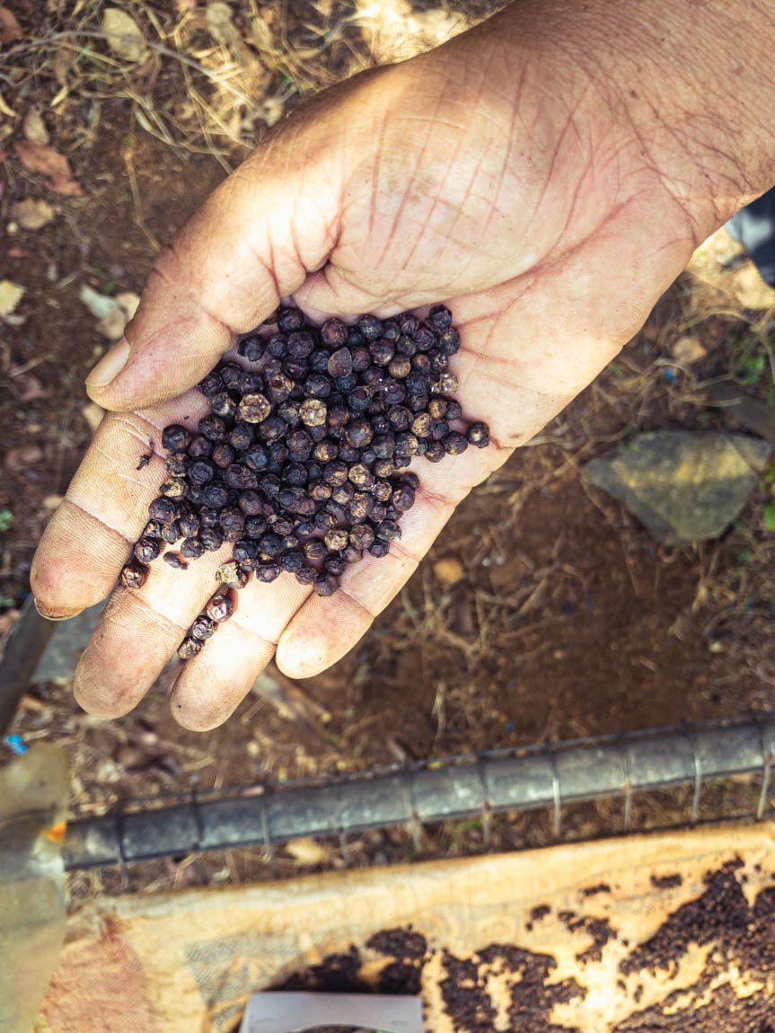 Des épices qui poussent en pleine forêt tropicale en permaculture au Sri Lanka, un véritable modèle de forêt-jardin Des épices qui poussent en pleine forêt tropicale en permaculture au Sri Lanka, un véritable modèle de forêt-jardin