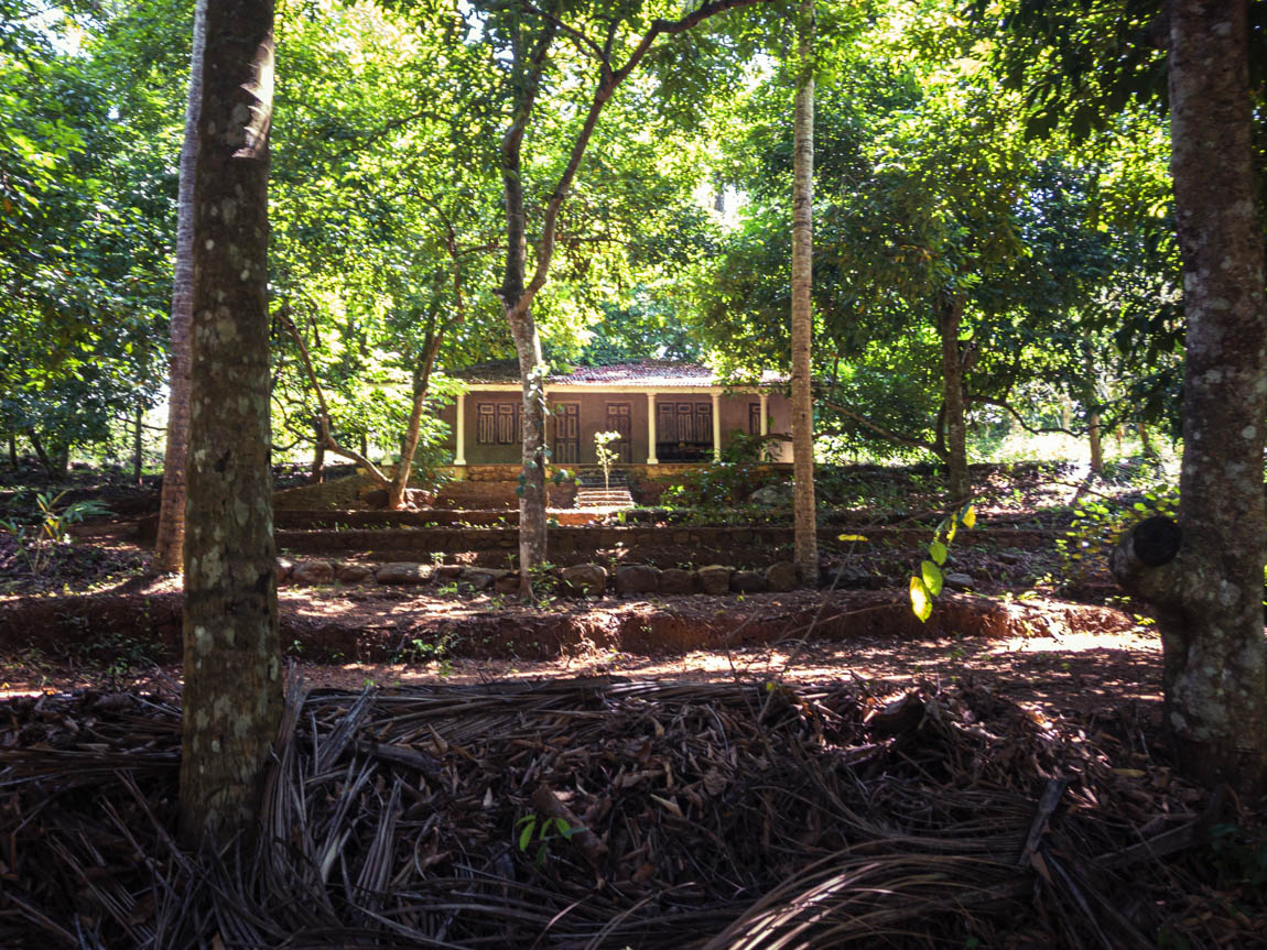 Gewürze, die mitten im Regenwald in Sri Lanka in Permakultur wachsen - ein Musterbeispiel für einen Waldgarten. Gewürze, die mitten im Regenwald in Sri Lanka in Permakultur wachsen - ein Musterbeispiel für einen Waldgarten.